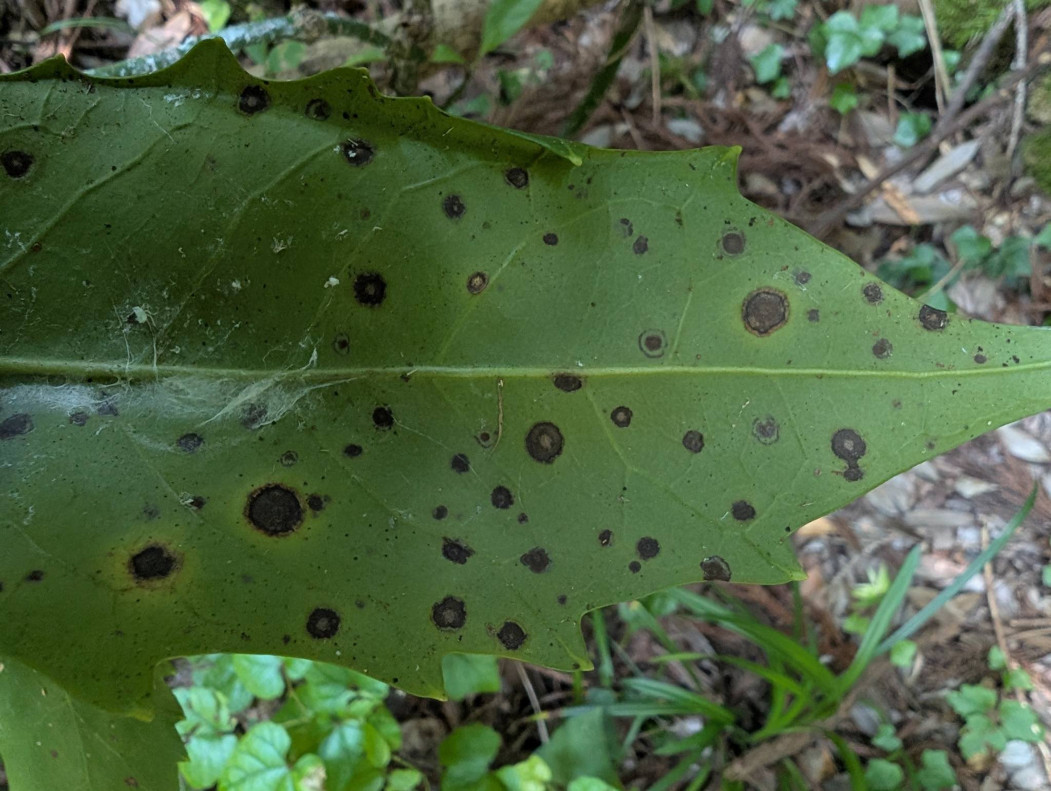 Phomatospora
