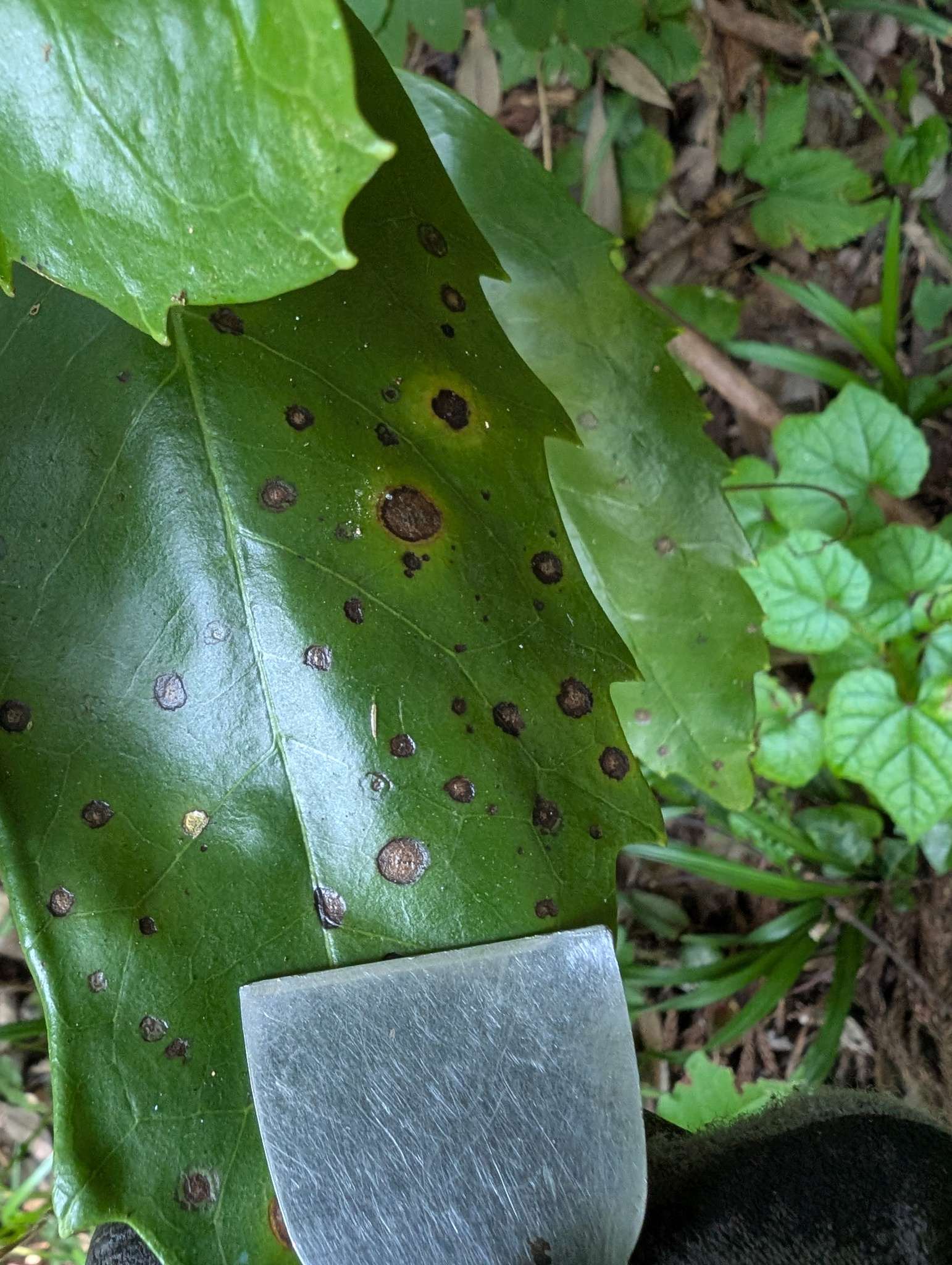 Phomatospora