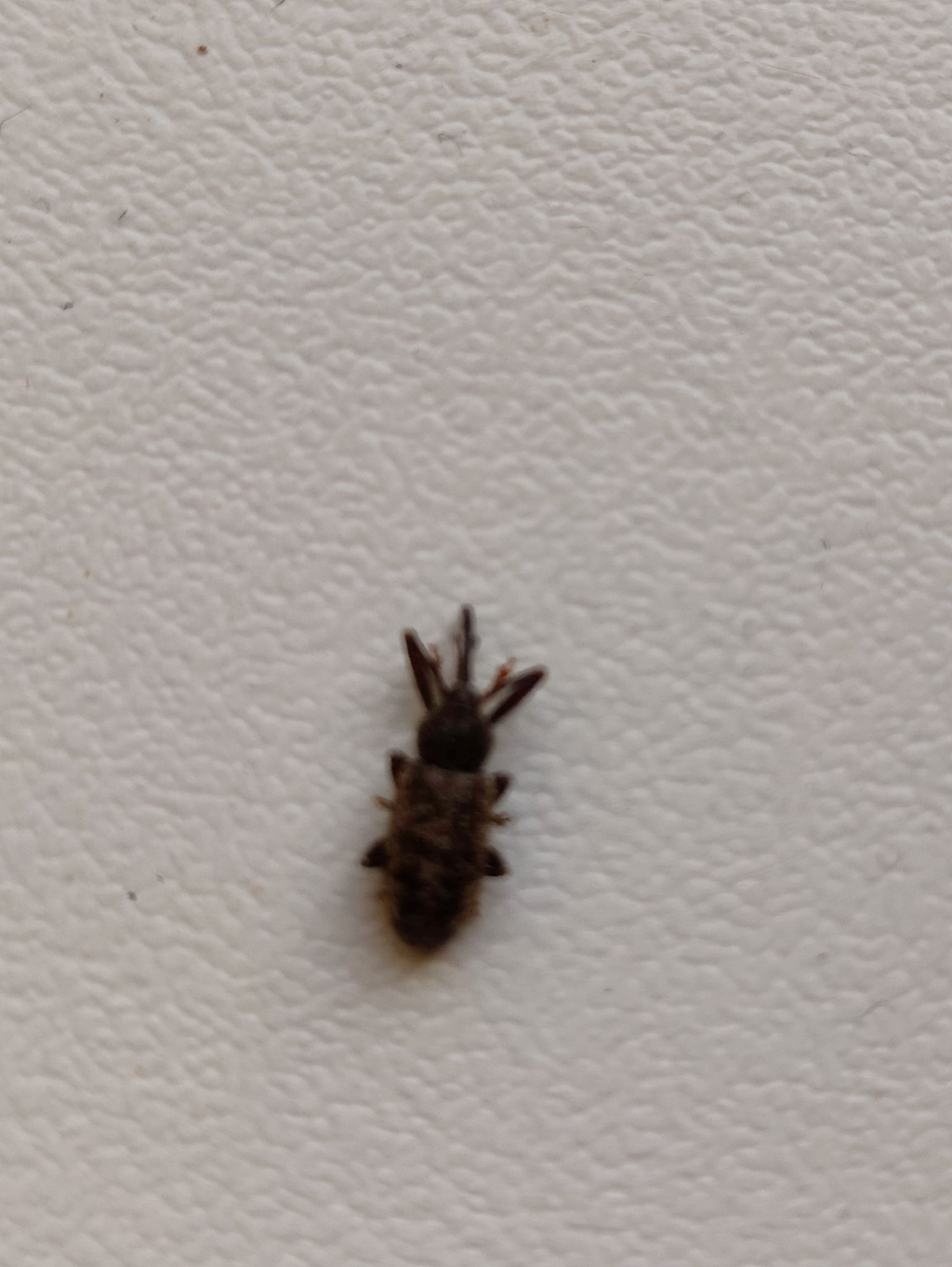 Dorytomus longimanus