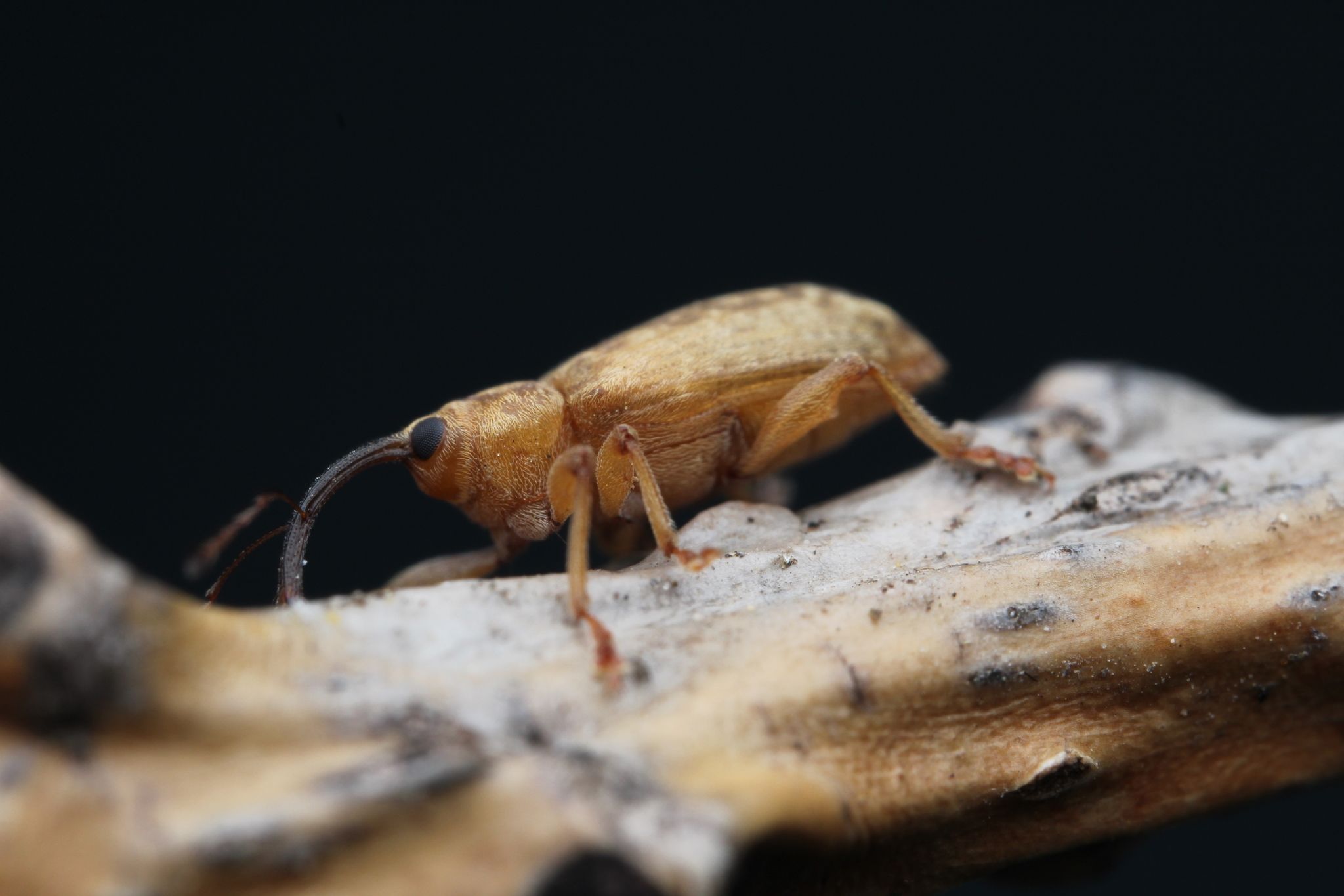 Dorytomus longimanus