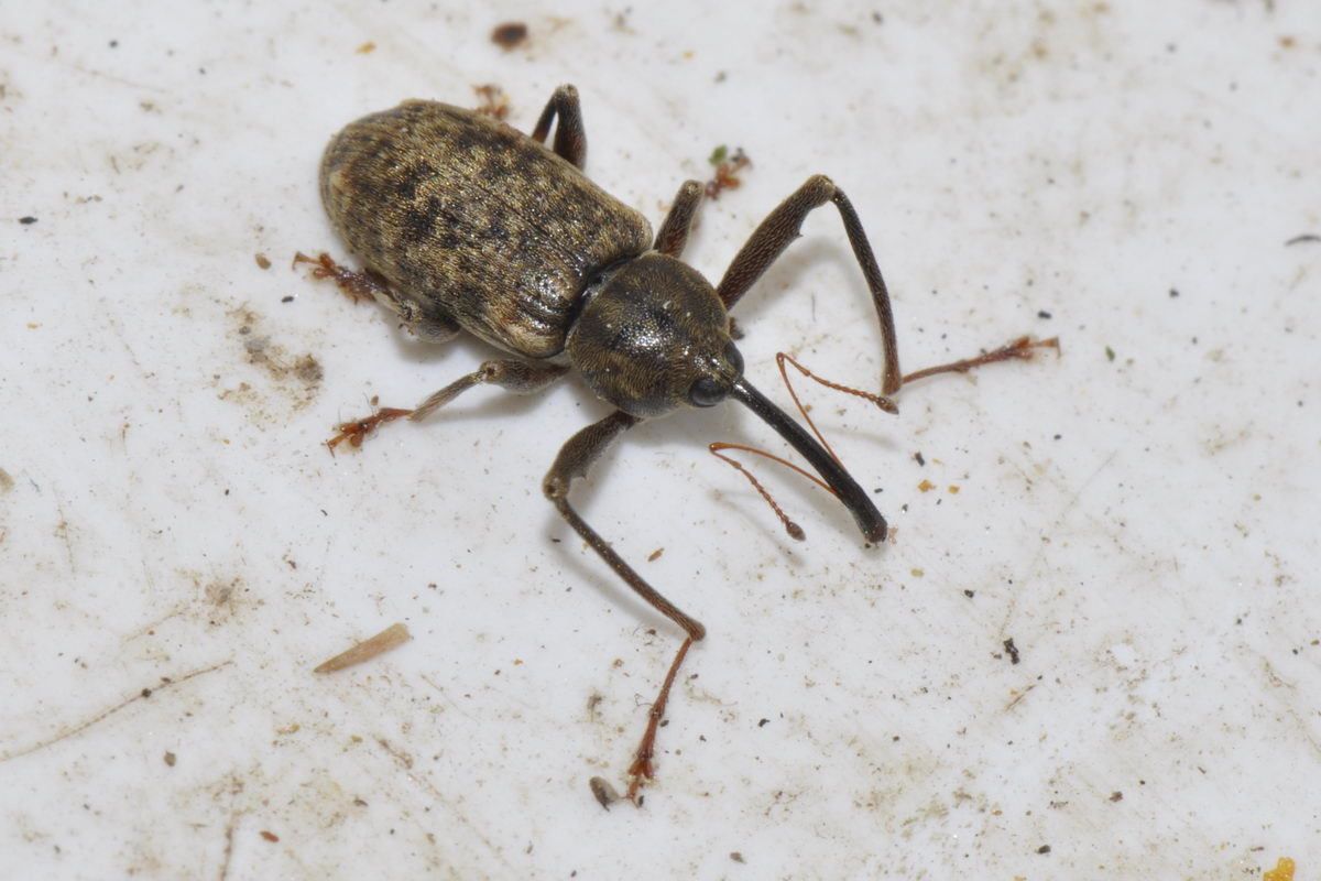 Dorytomus longimanus