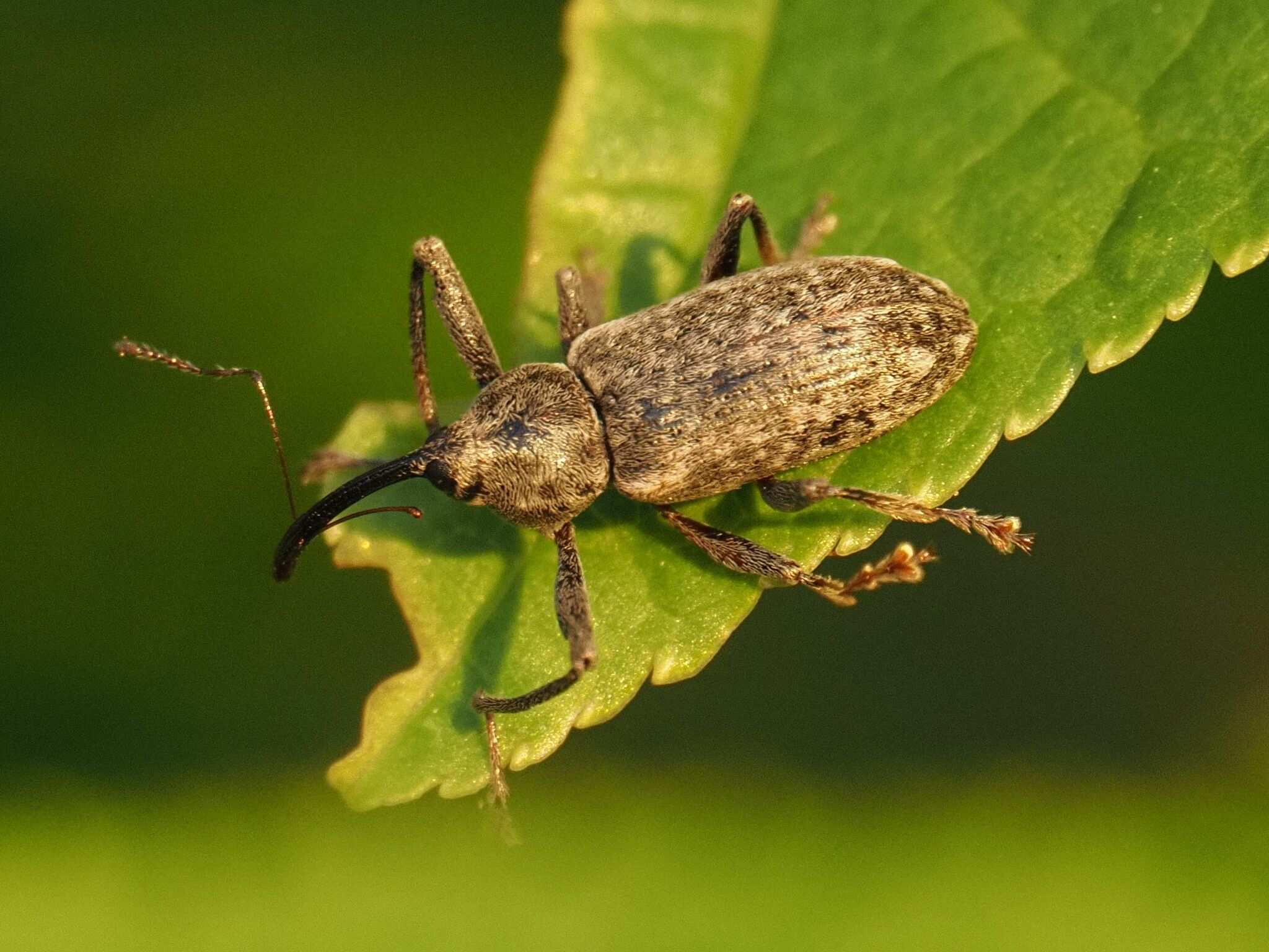 Dorytomus longimanus