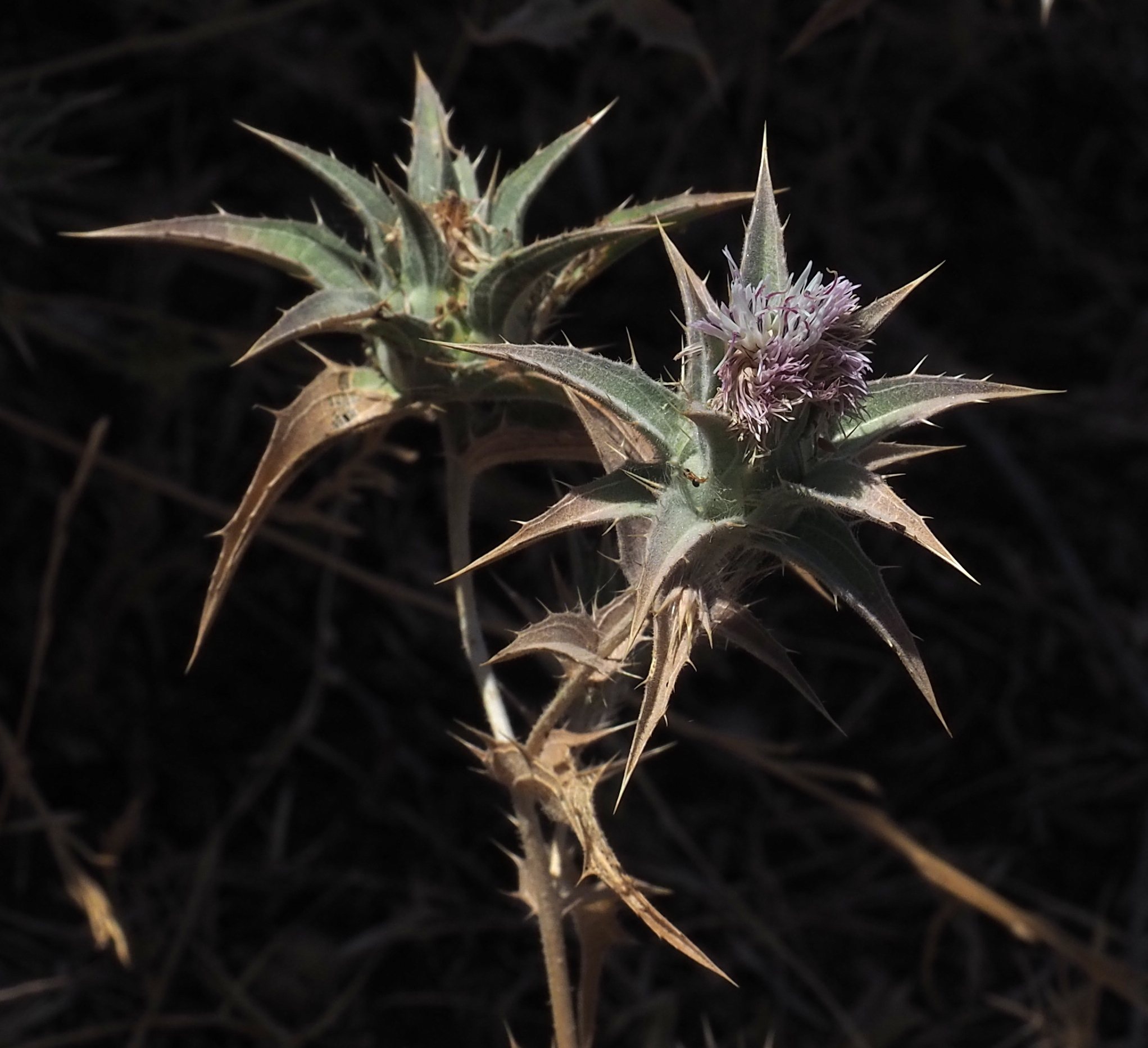 Carthamus glaucus