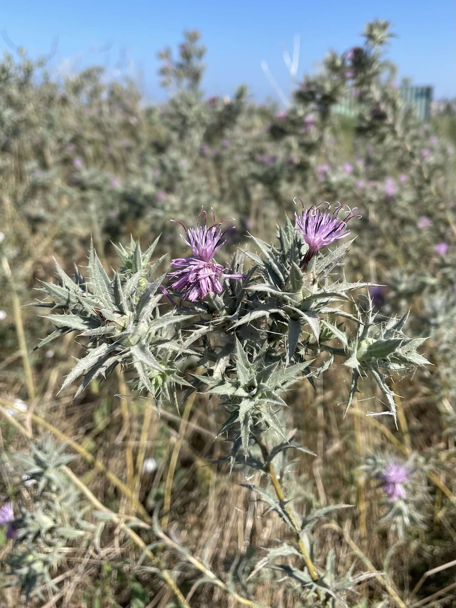 Carthamus glaucus