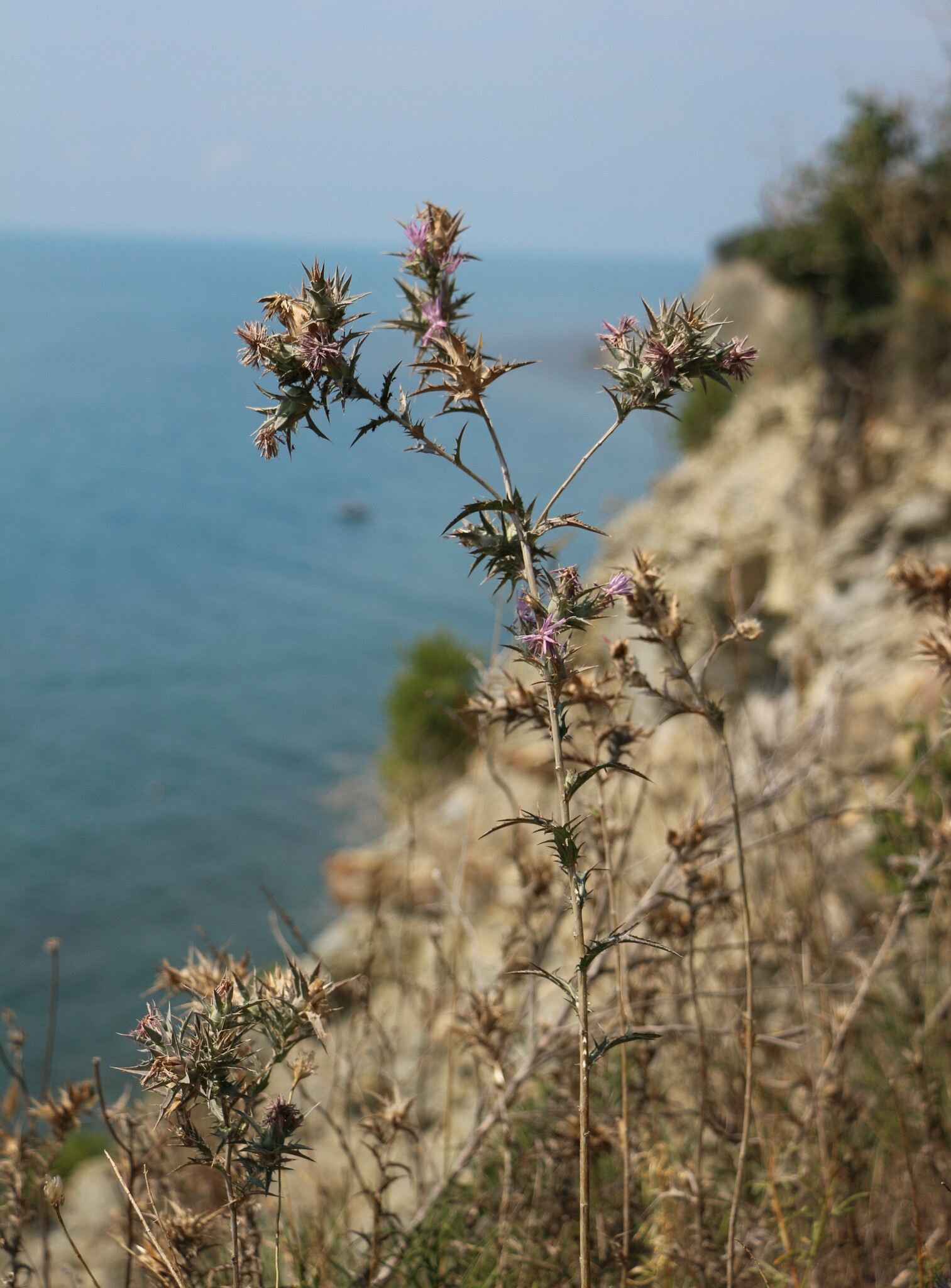 Carthamus glaucus