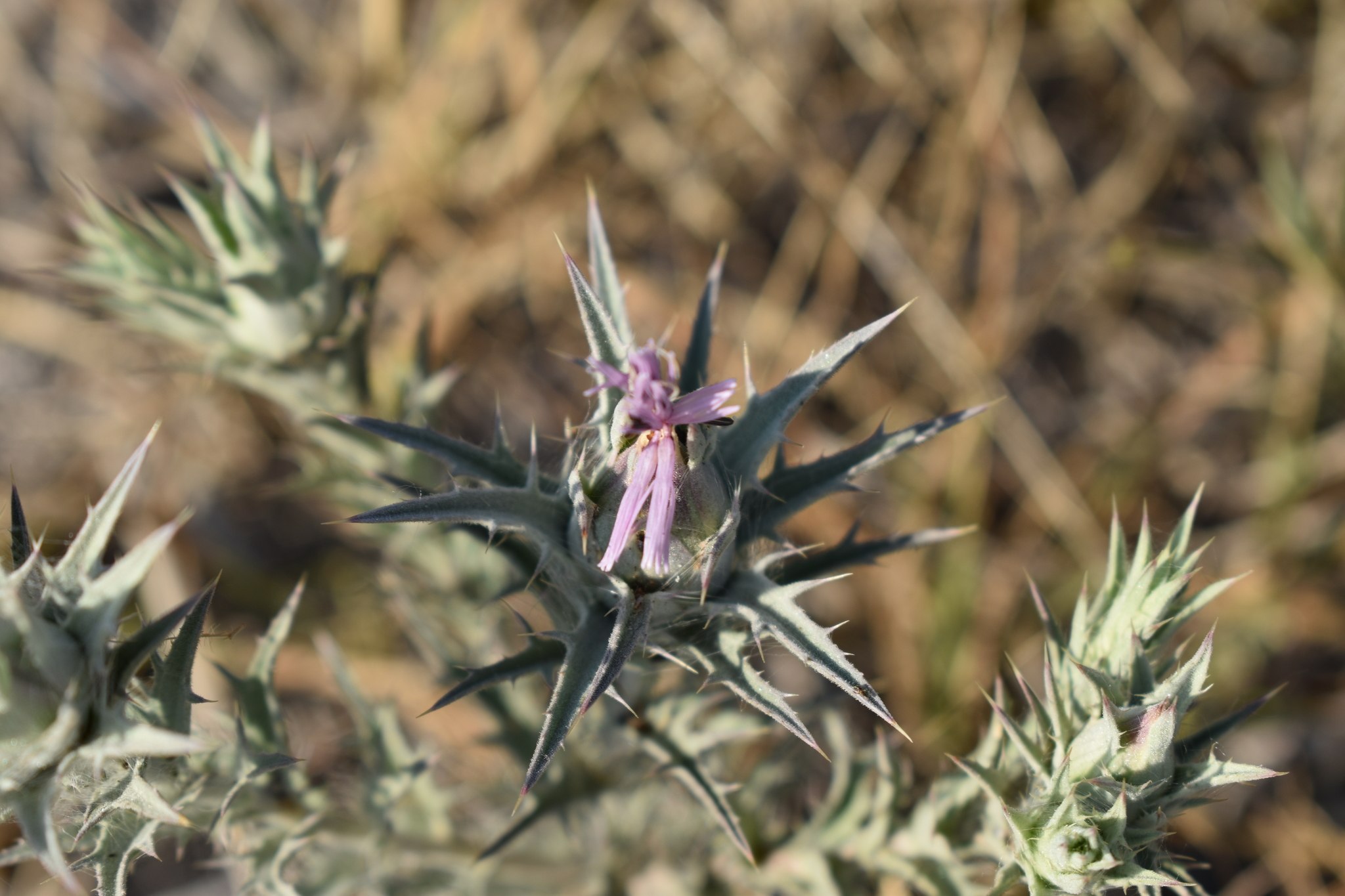 Carthamus glaucus