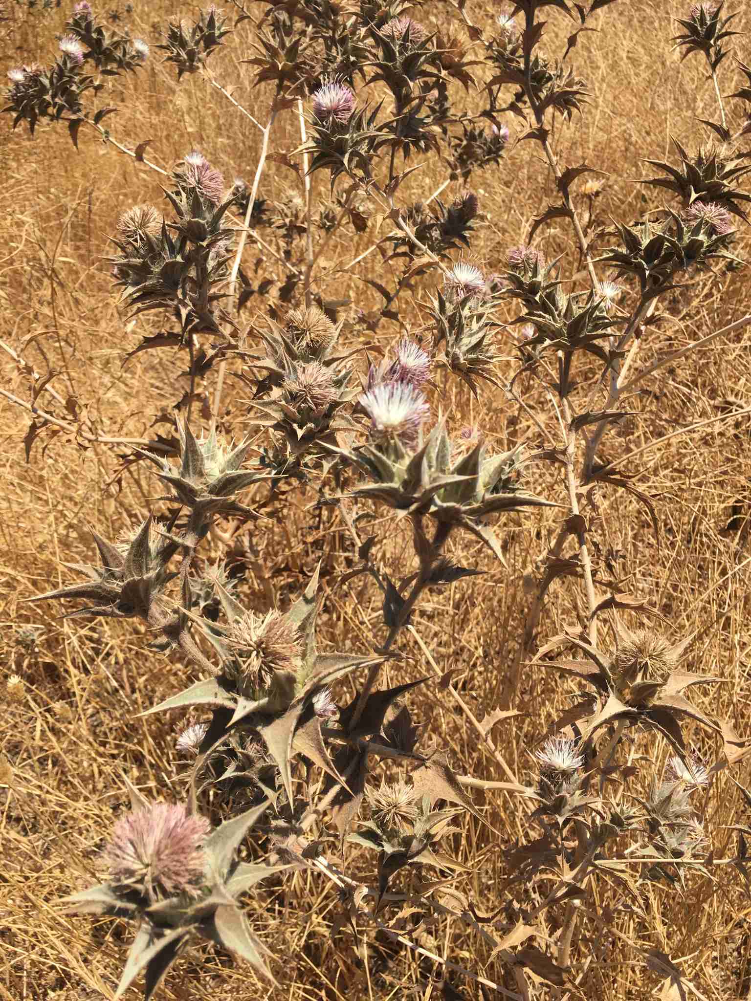 Carthamus glaucus