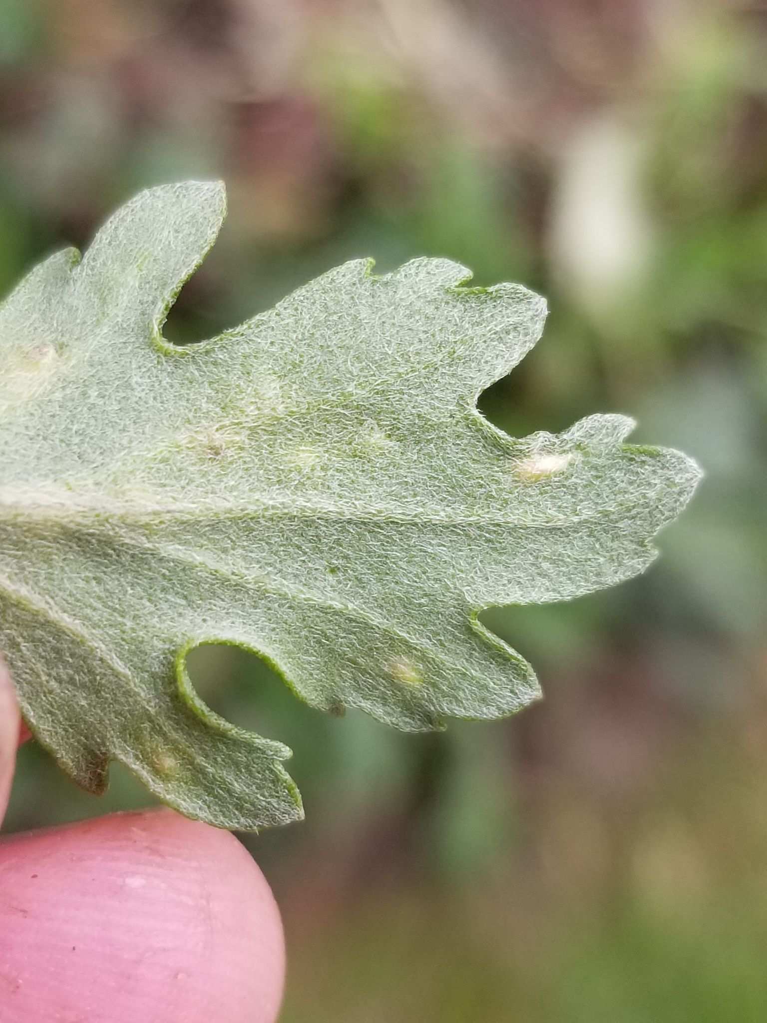 Rhopalomyia chrysanthemi