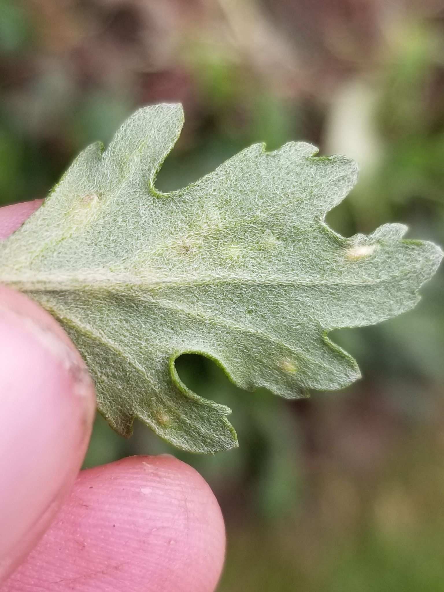 Rhopalomyia chrysanthemi