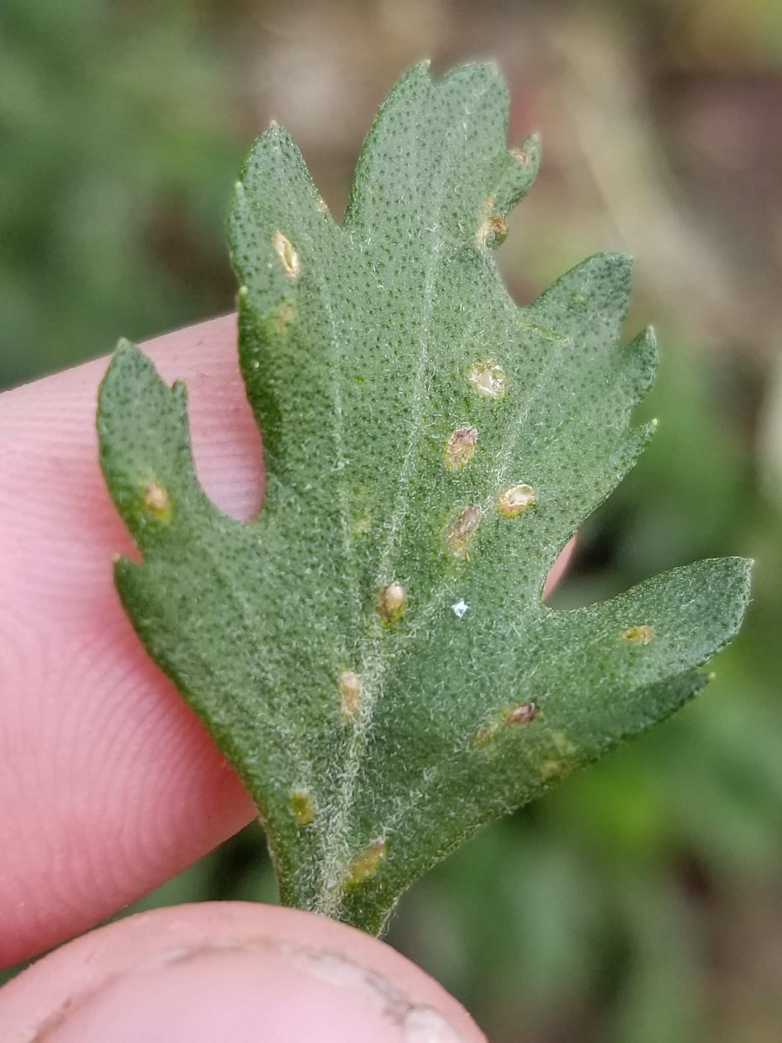 Rhopalomyia chrysanthemi