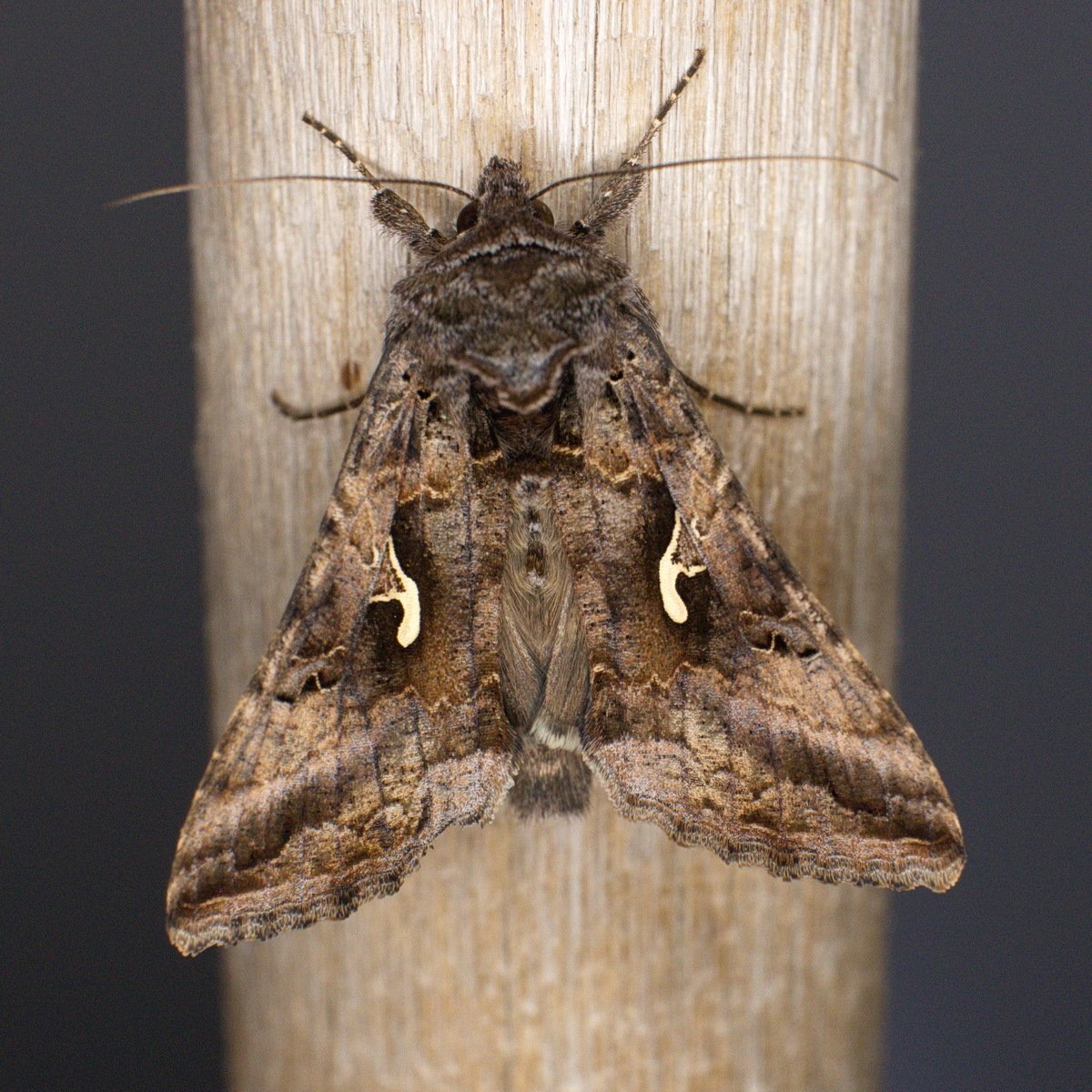 Autographa gamma