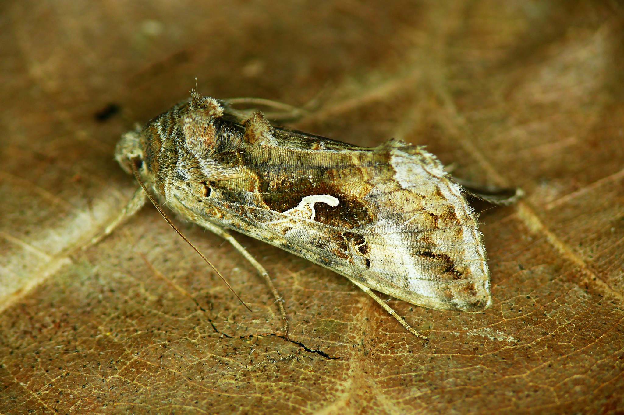 Autographa gamma