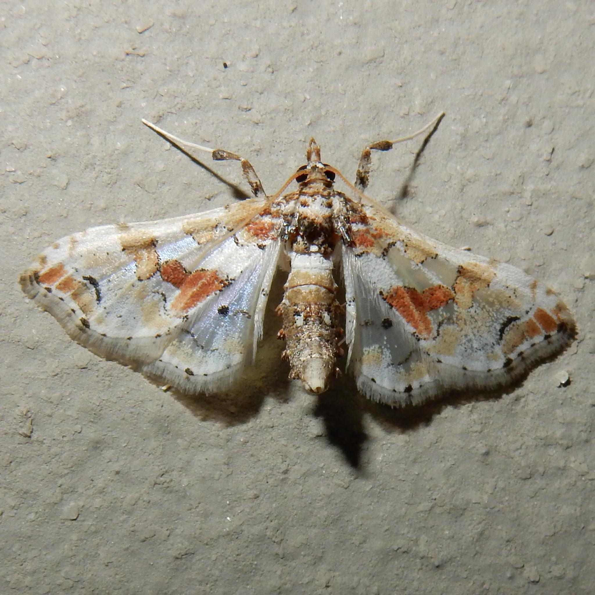 Leucinodes pseudorbonalis