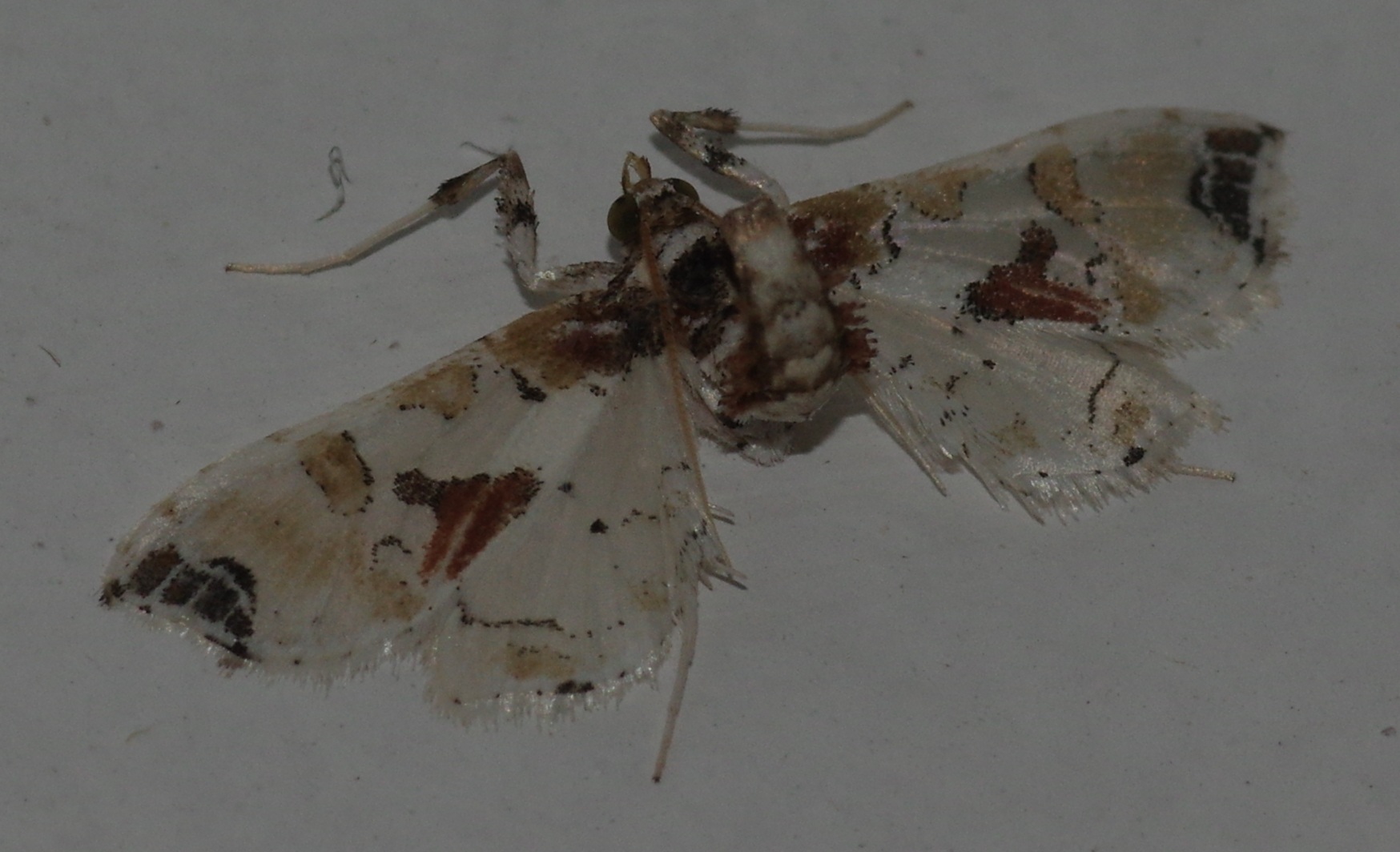 Leucinodes pseudorbonalis