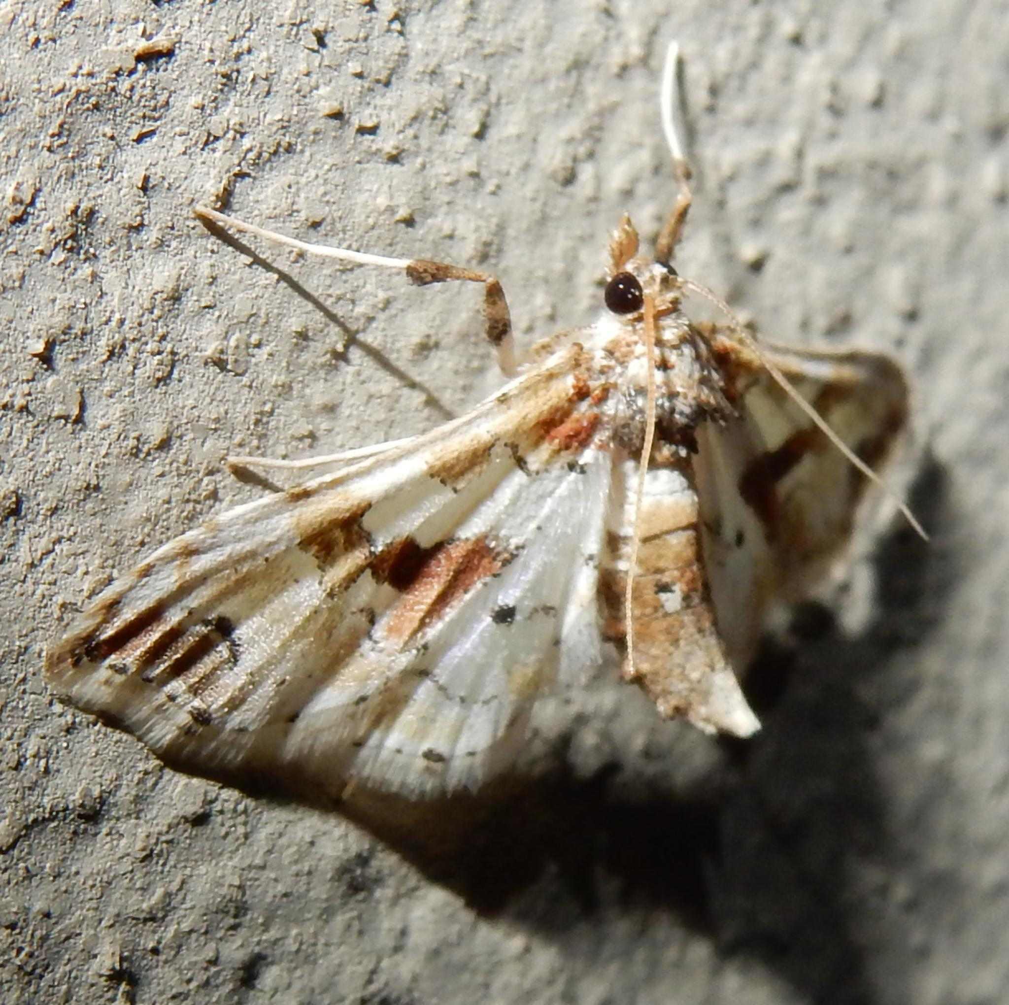 Leucinodes pseudorbonalis