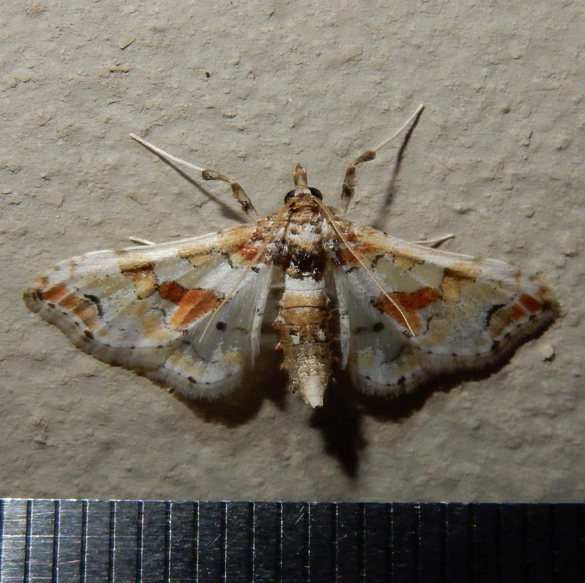 Leucinodes pseudorbonalis