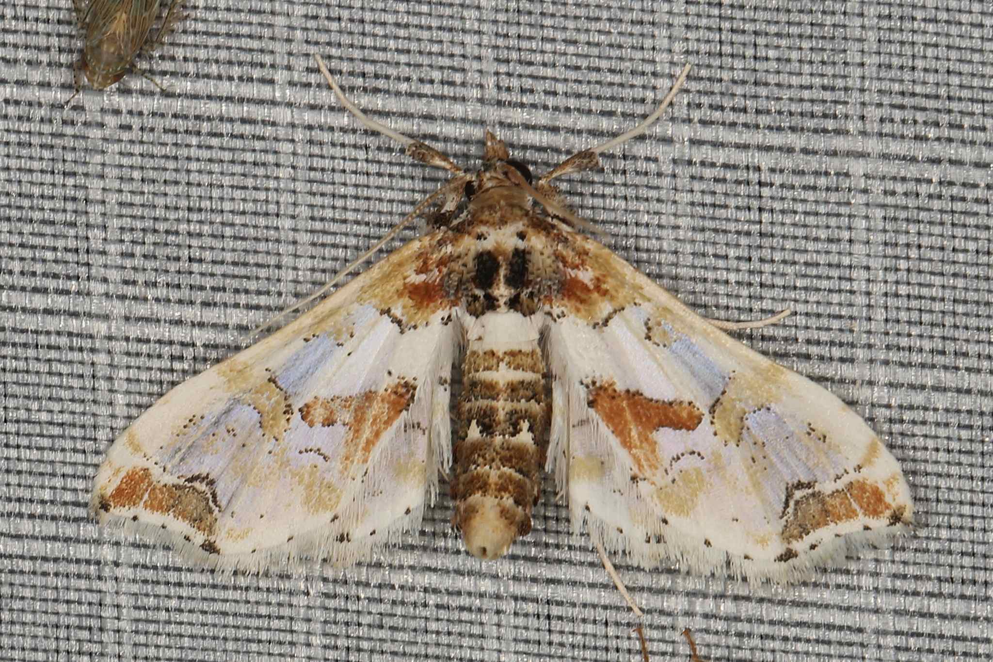 Leucinodes pseudorbonalis