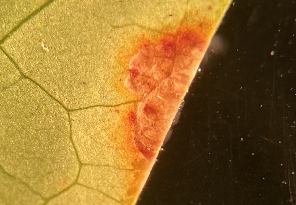 Robbsia andropogonis