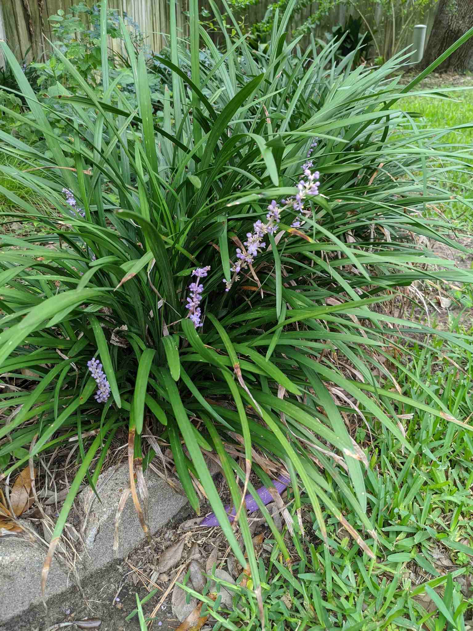 Liriope muscari