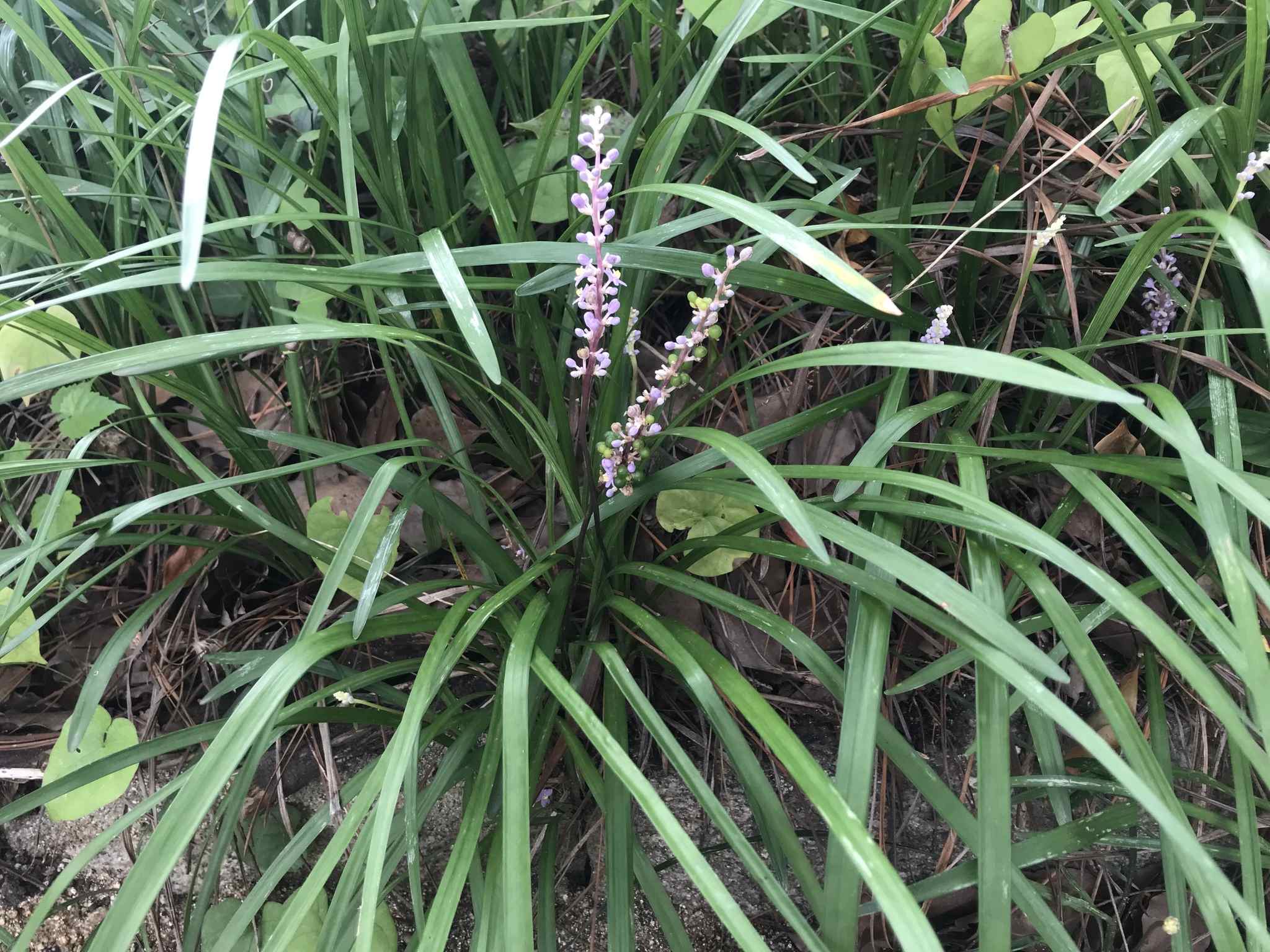 Liriope muscari