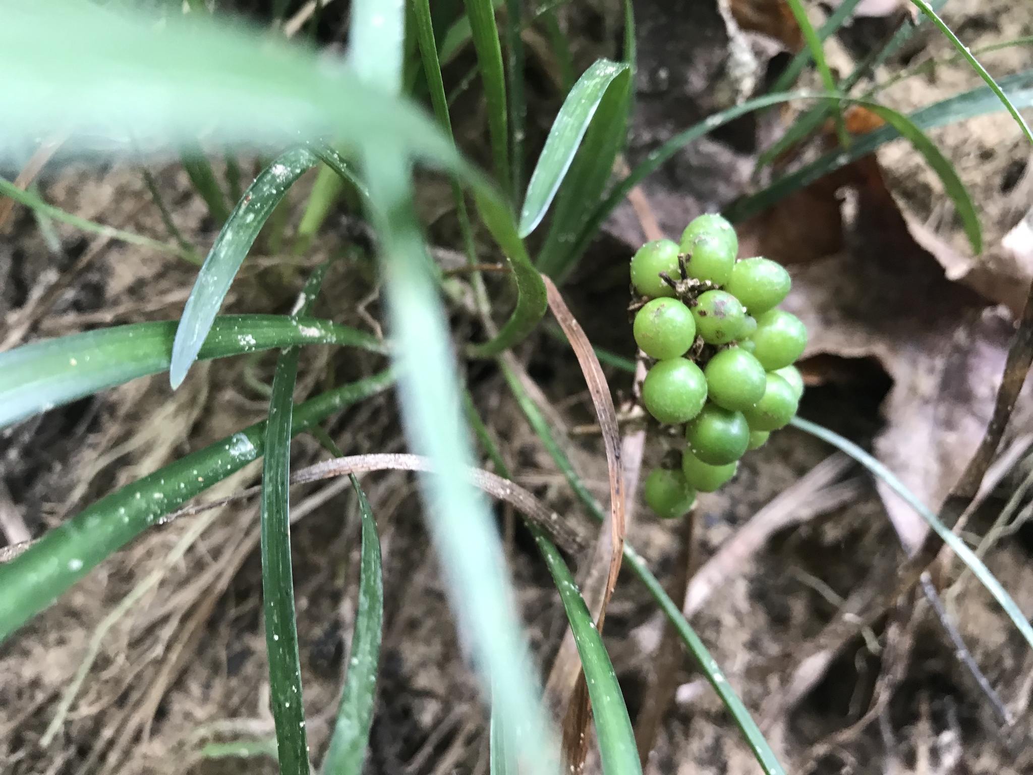 Liriope muscari