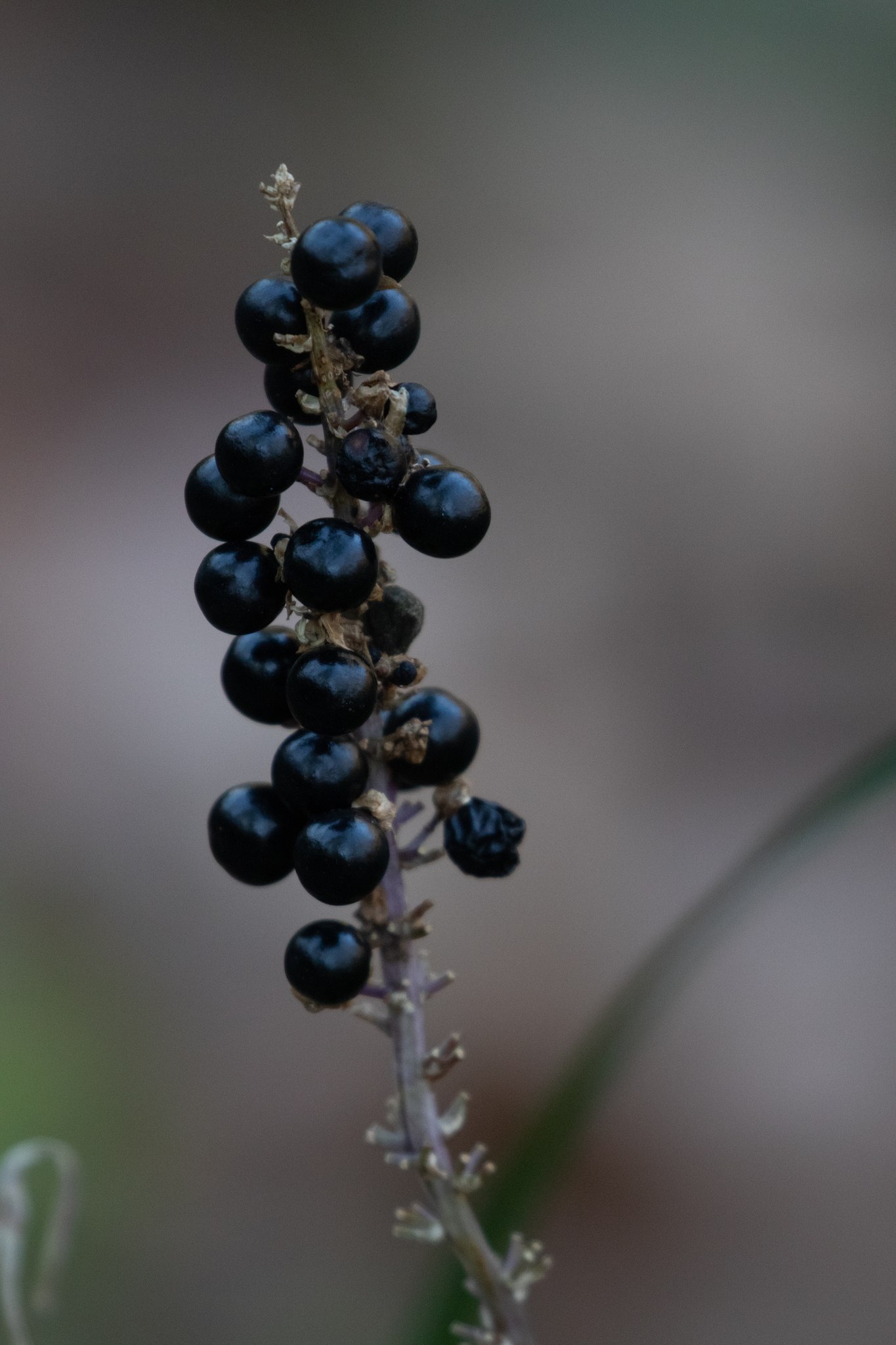 Liriope muscari