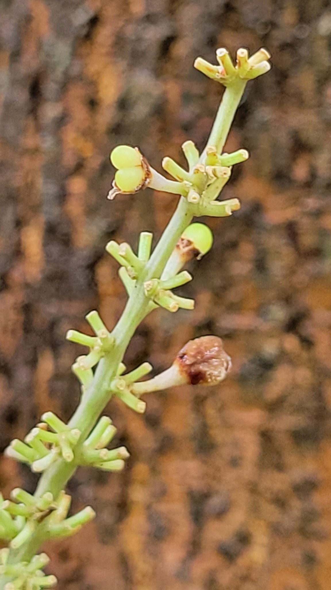 Liriope muscari