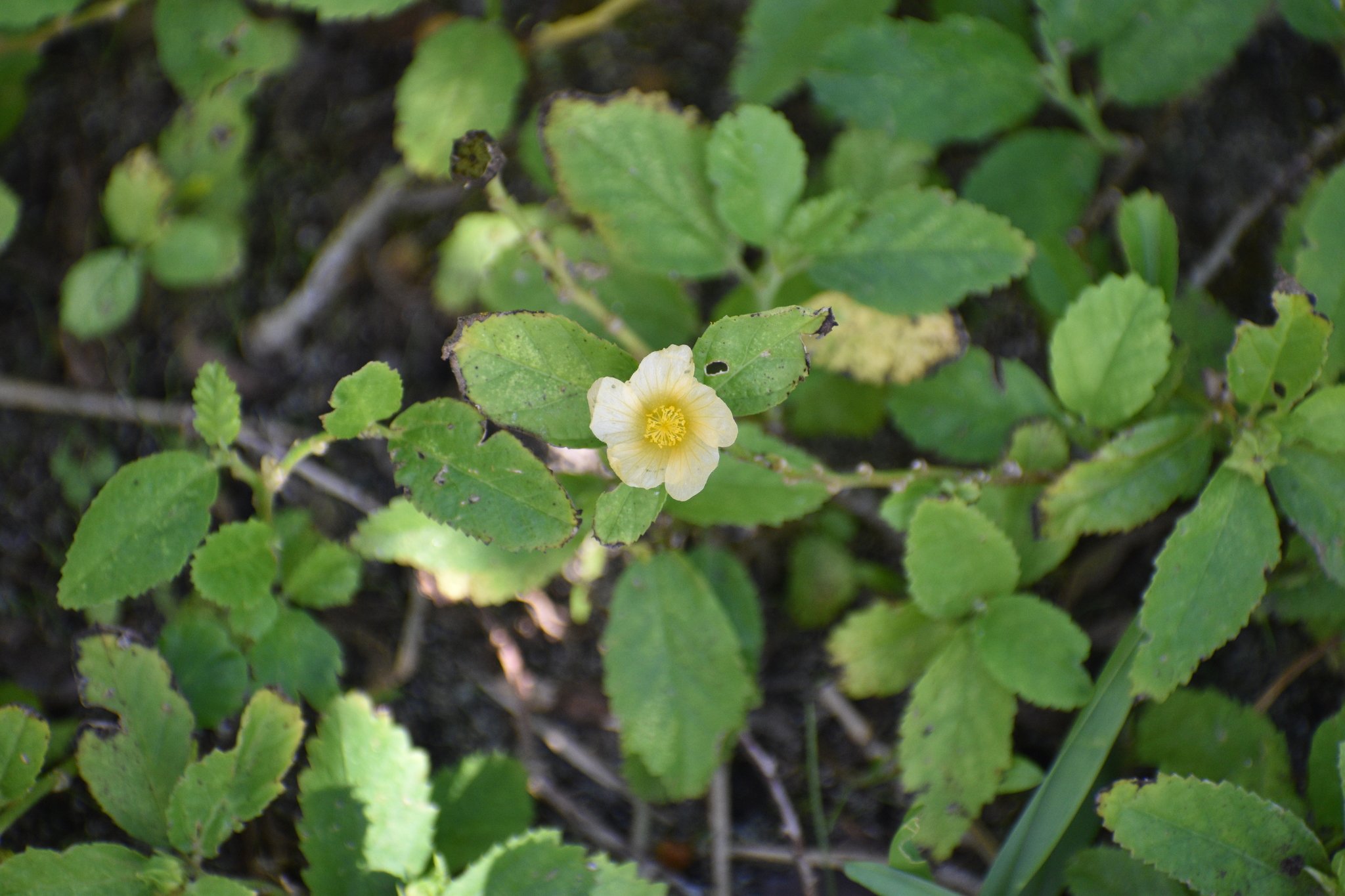 Sida acuta