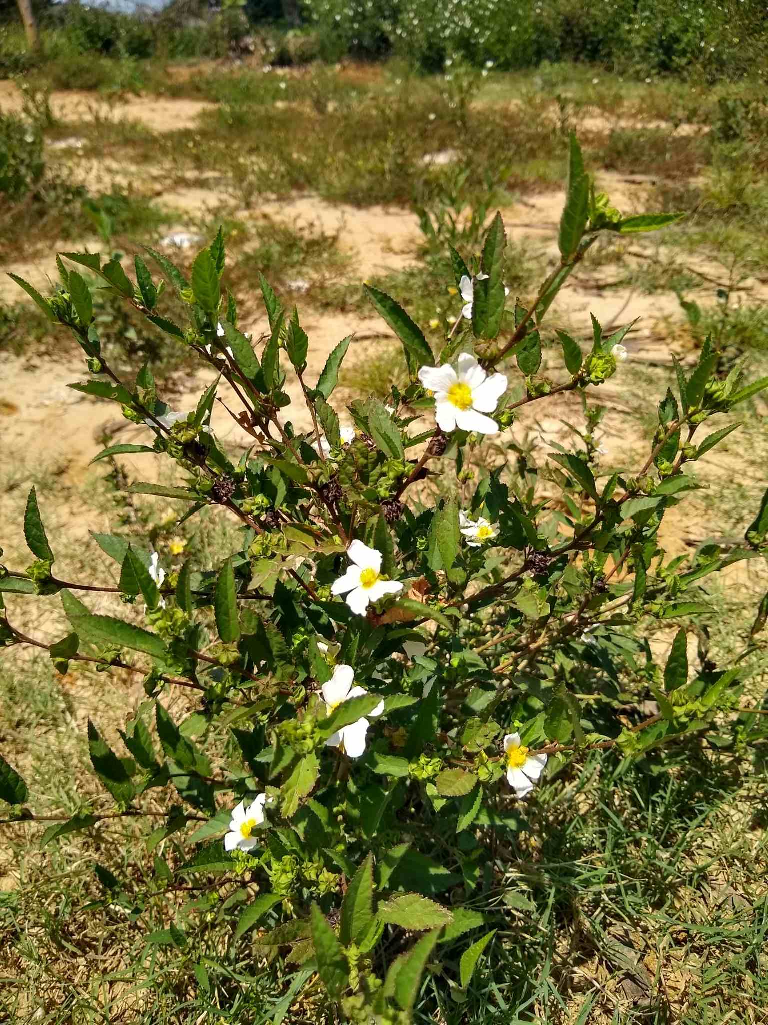 Sida acuta