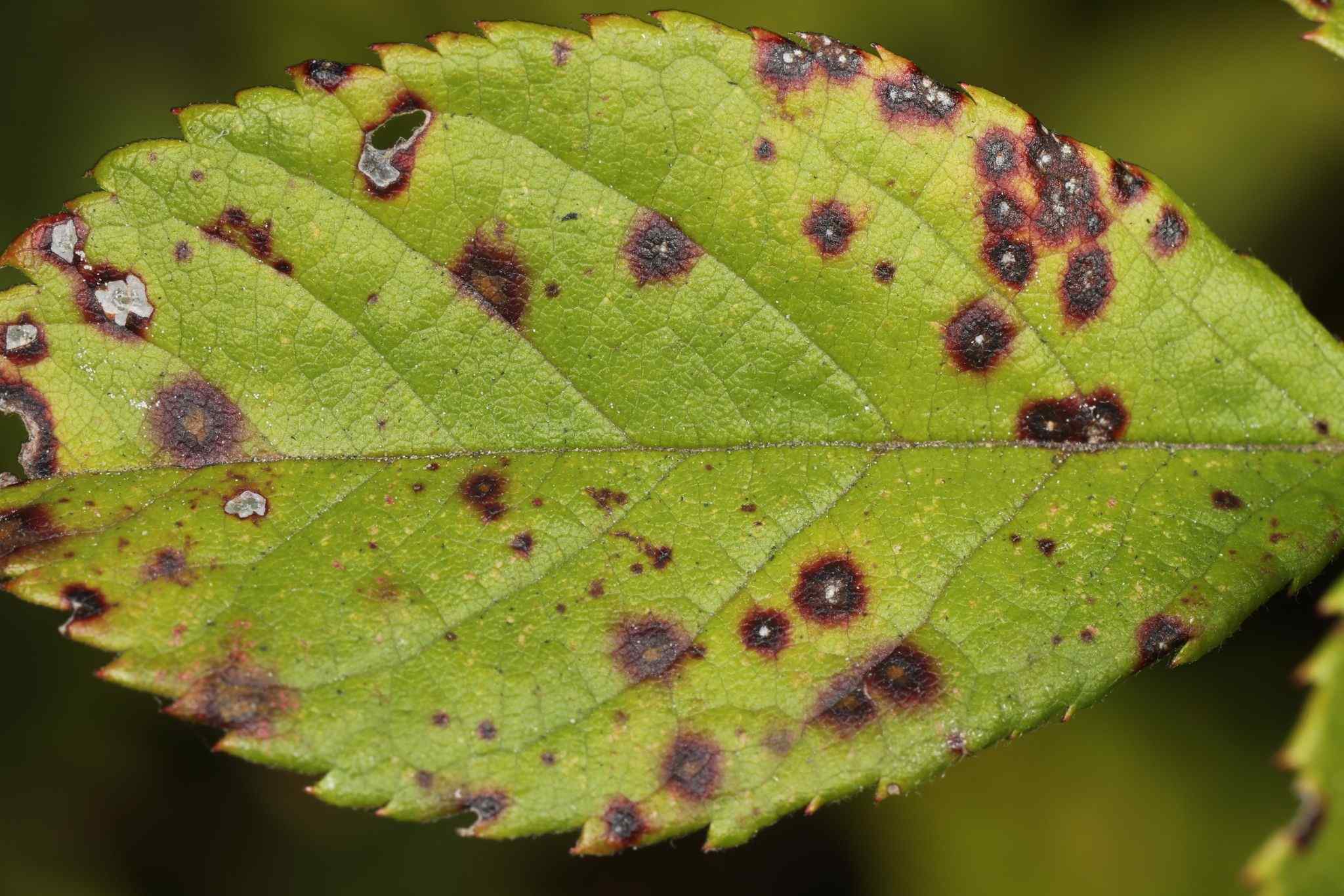 Rosisphaerella rosicola