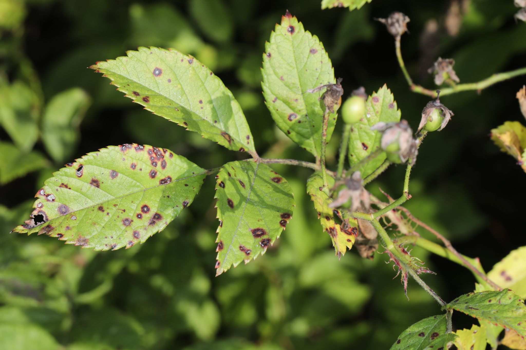 Rosisphaerella rosicola