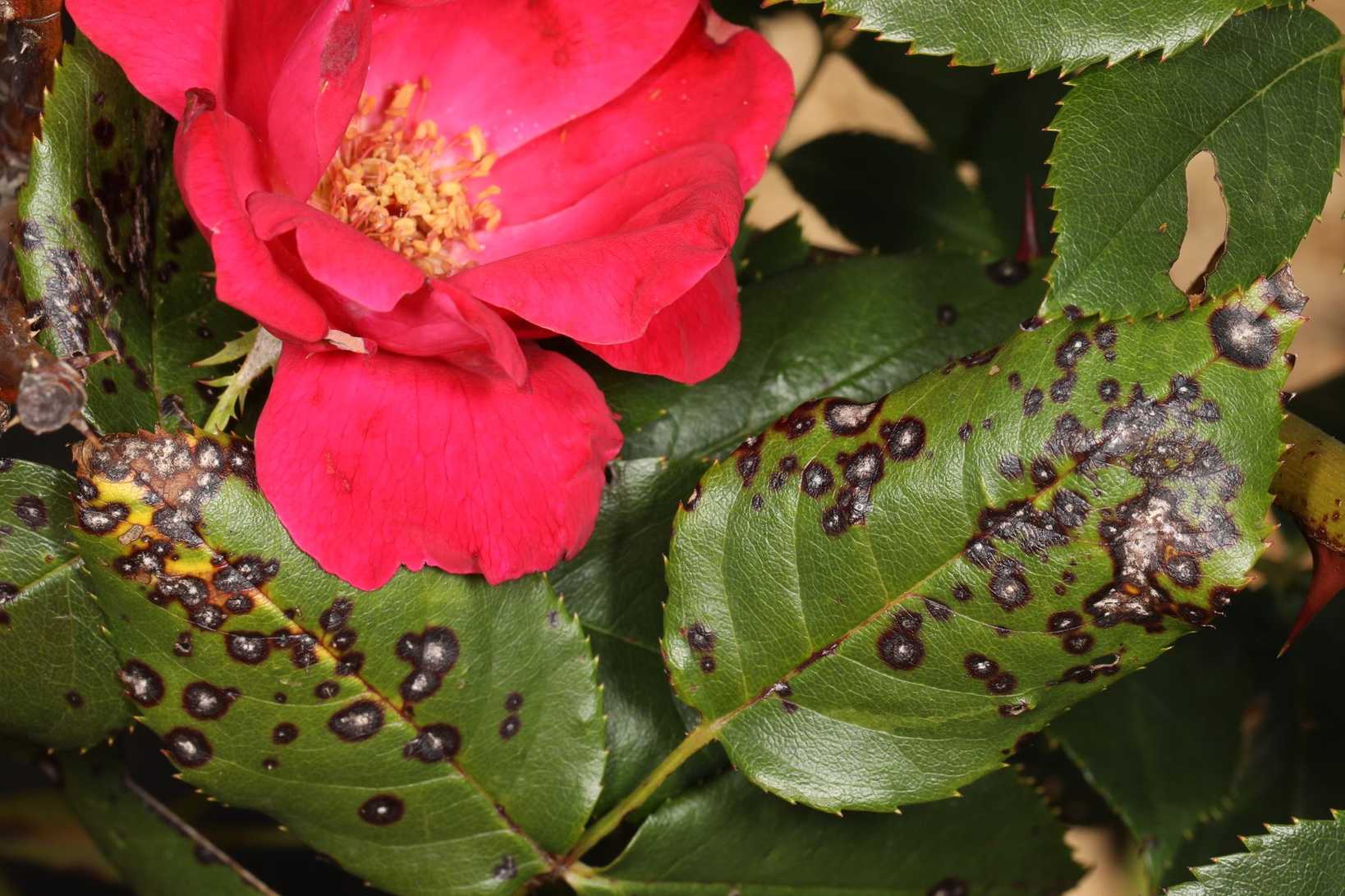 Rosisphaerella rosicola