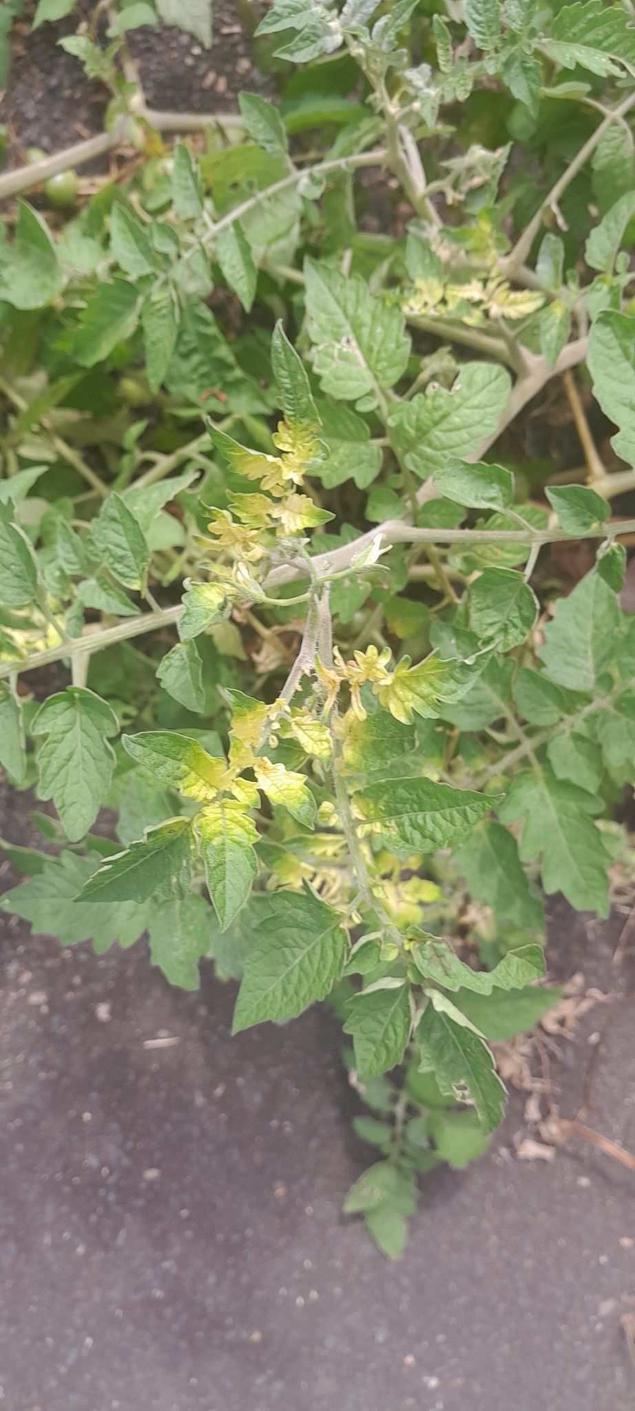 Tomato leaf curl virus