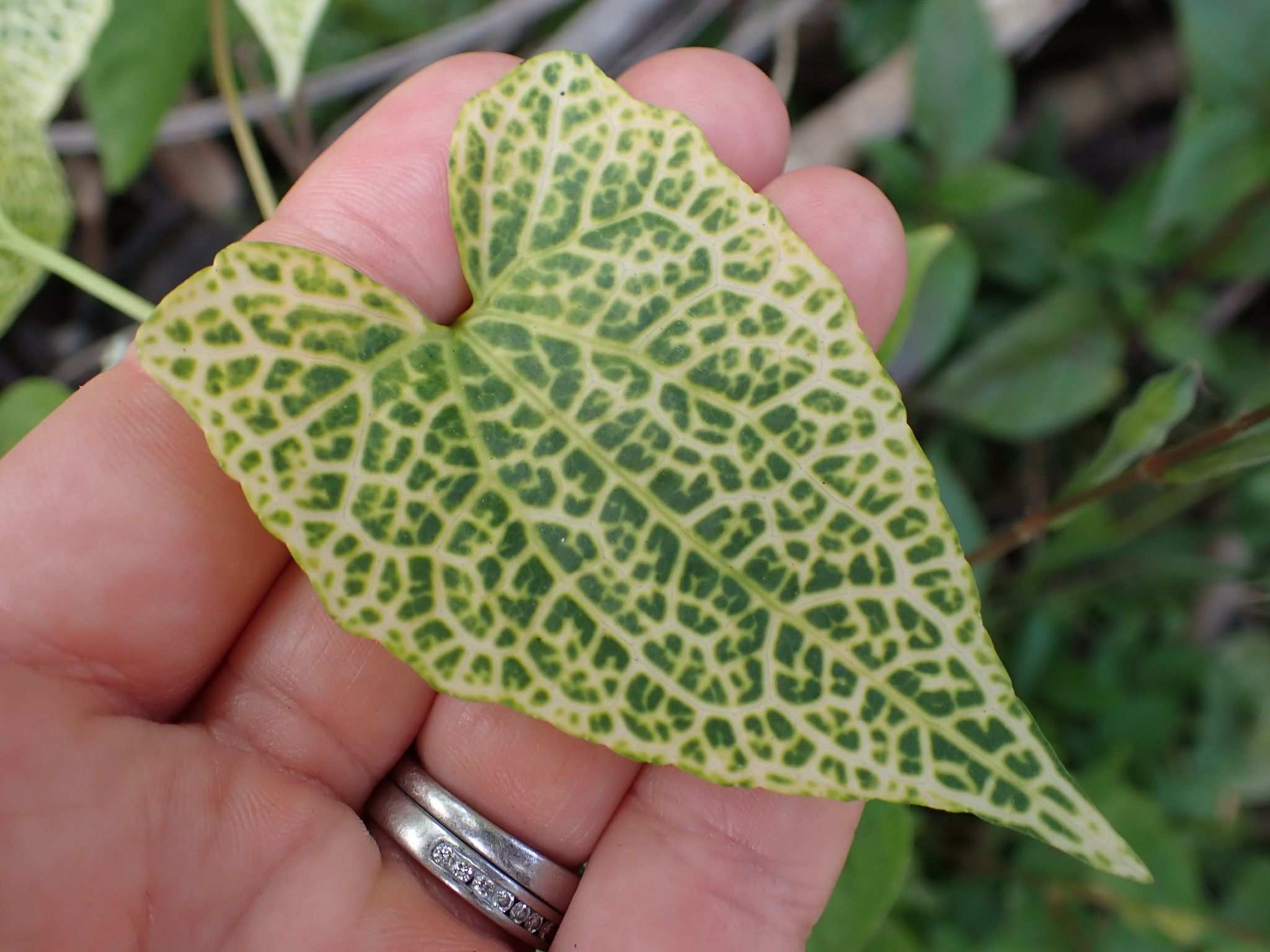 Tomato leaf curl virus