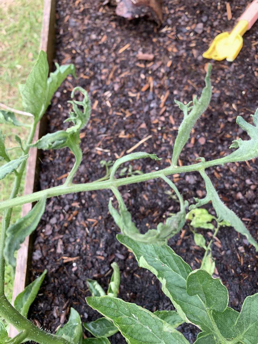 Tomato leaf curl virus