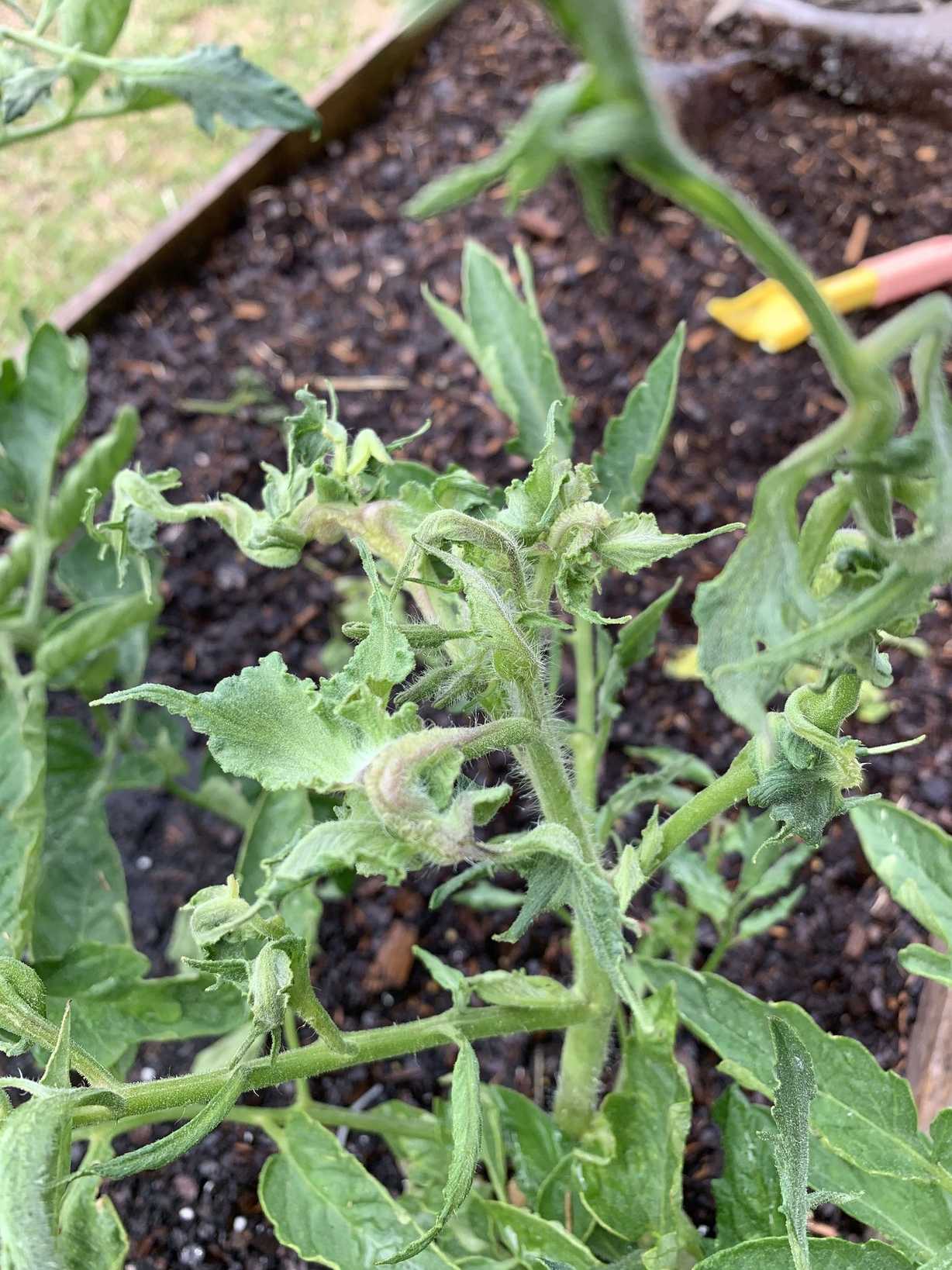 Tomato leaf curl virus