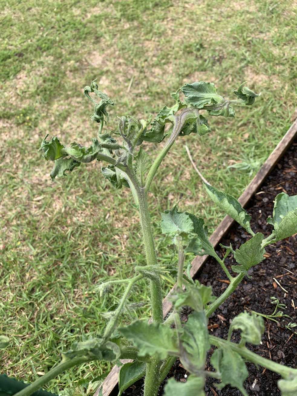 Tomato leaf curl virus