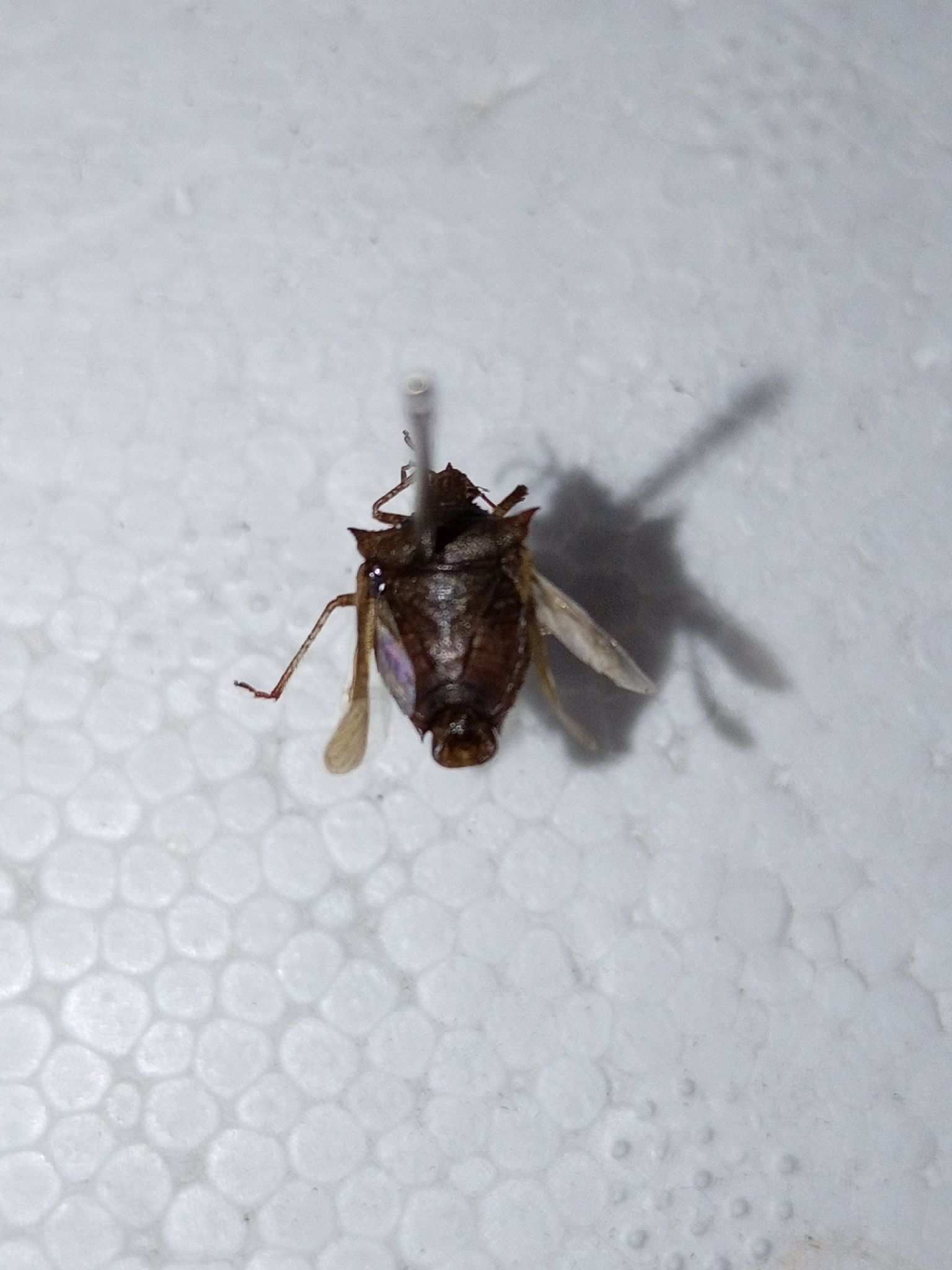 Euschistus rufimanus