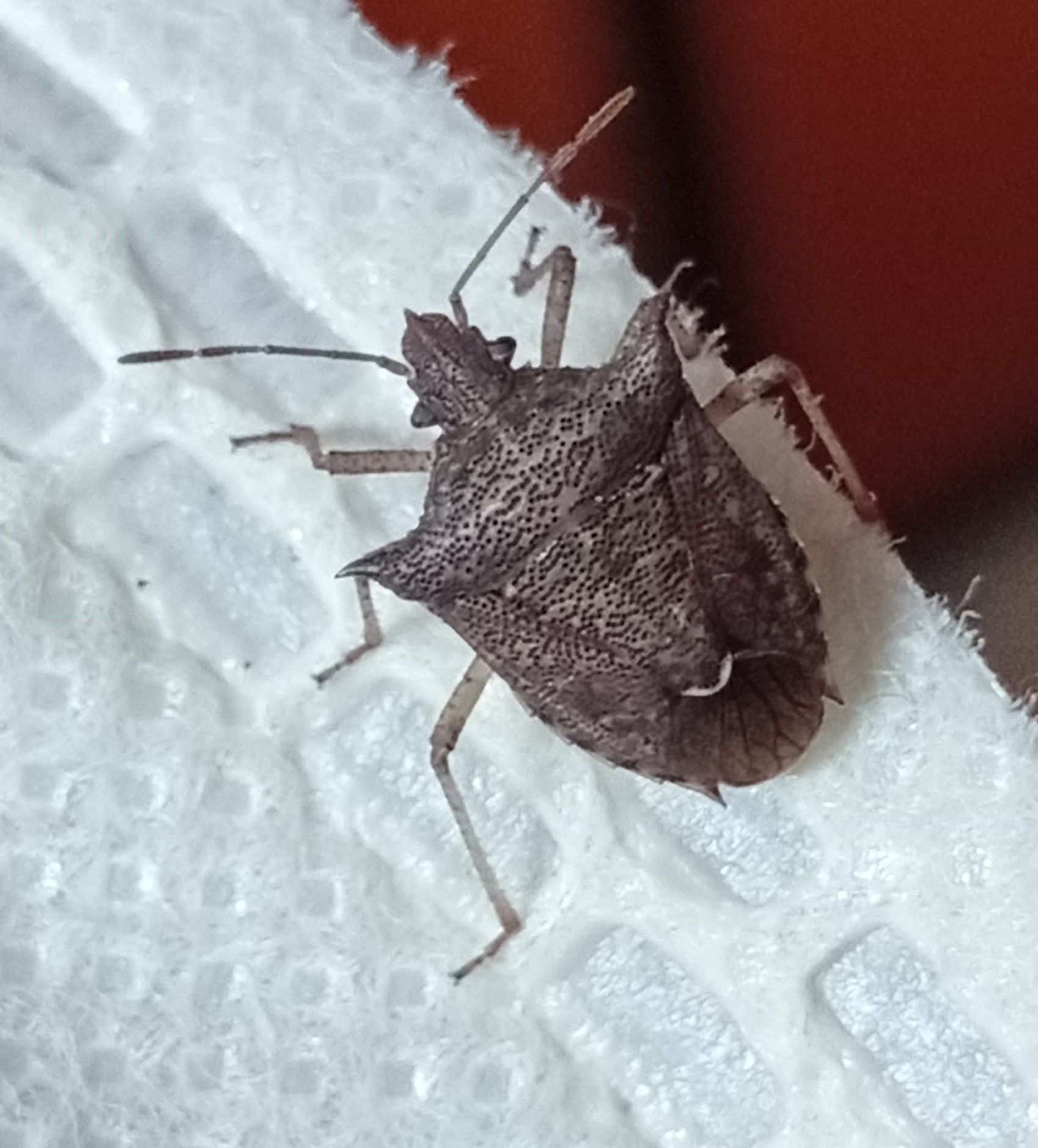 Euschistus rufimanus