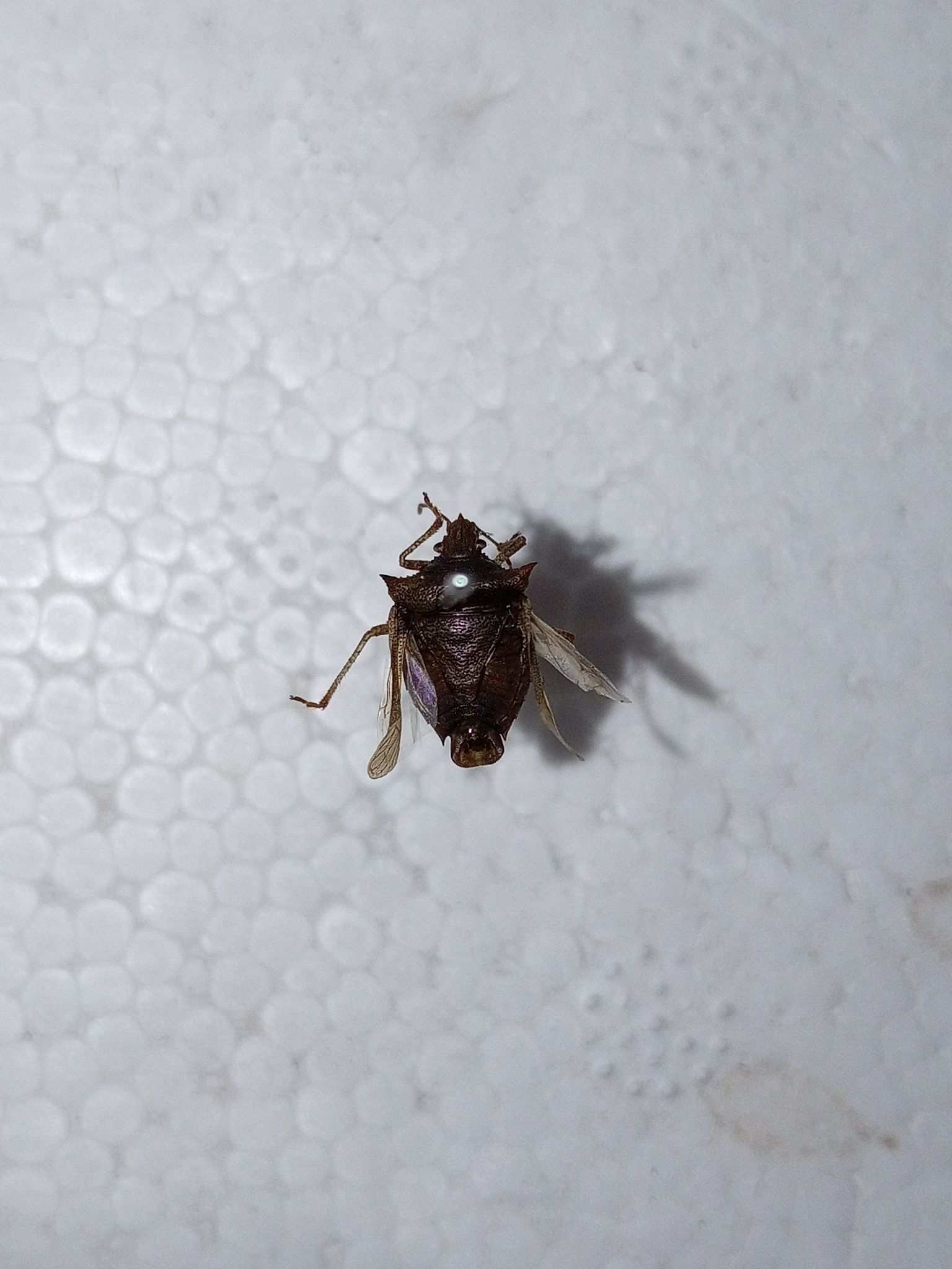 Euschistus rufimanus