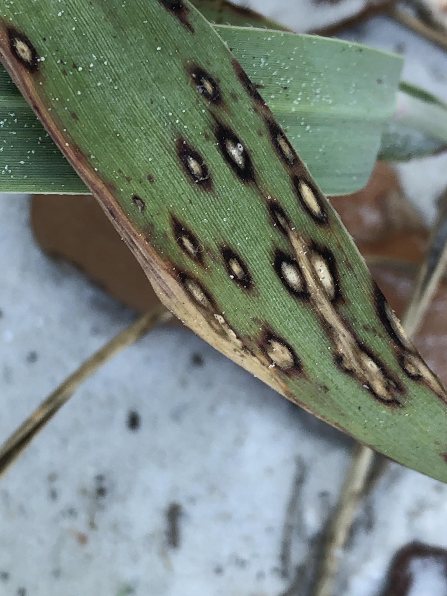 Pyricularia grisea