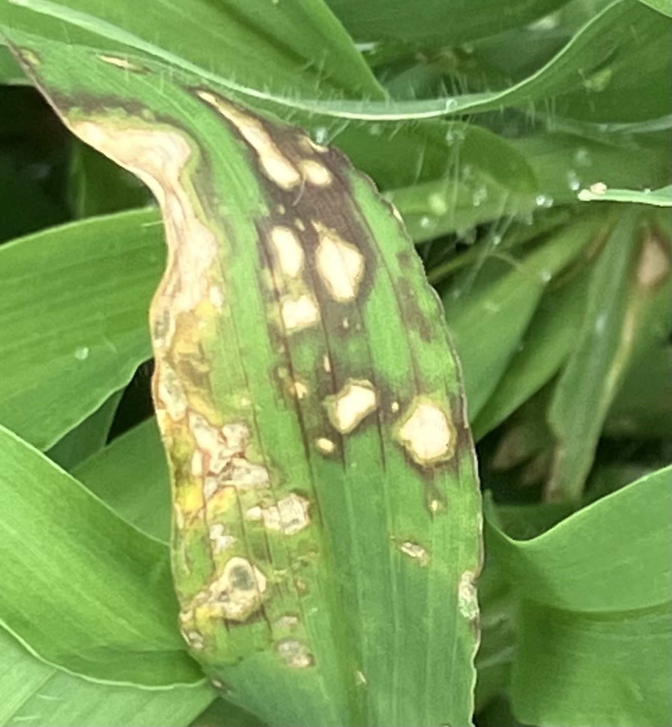Pyricularia grisea