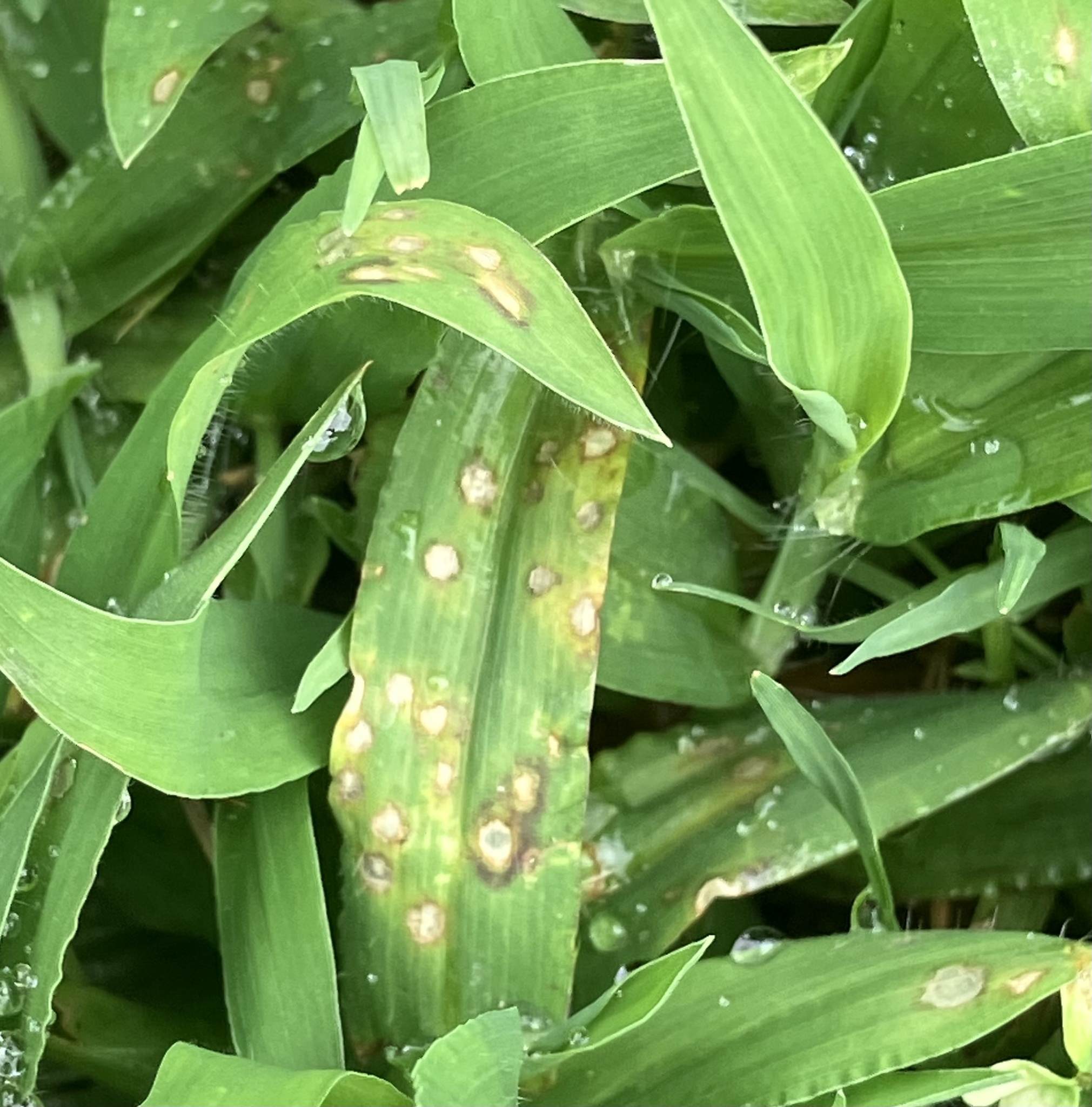 Pyricularia grisea