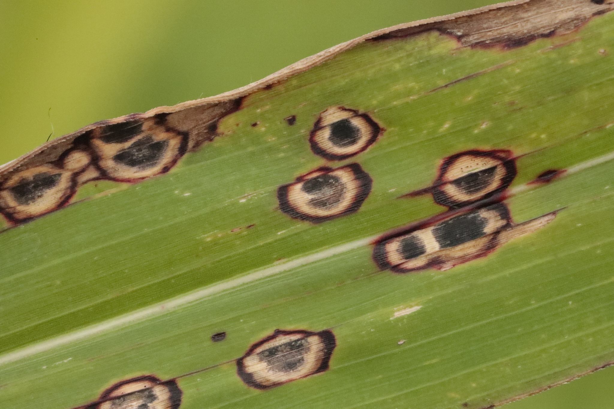 Pyricularia grisea