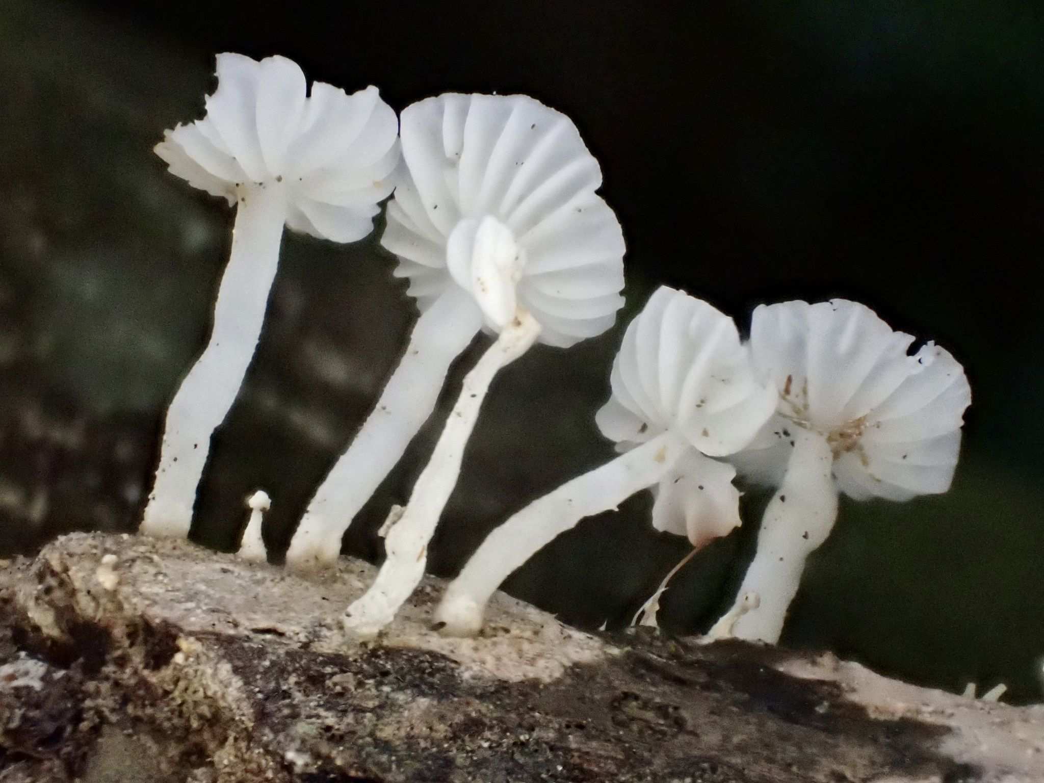 Collybiopsis stenophylla