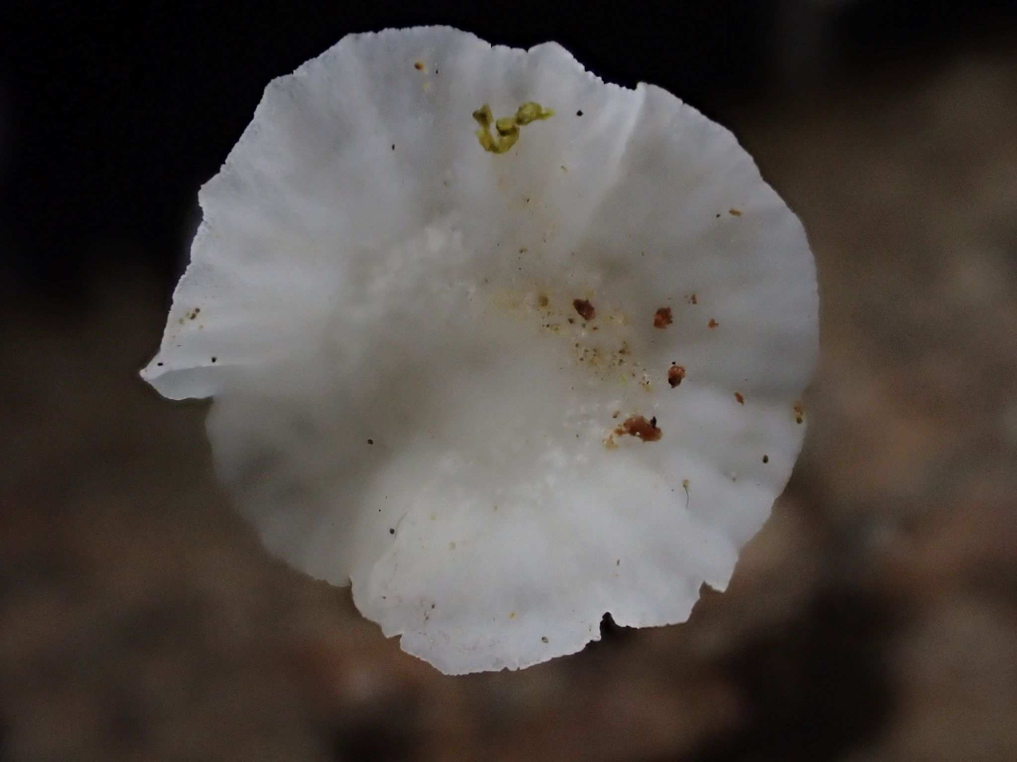 Collybiopsis stenophylla