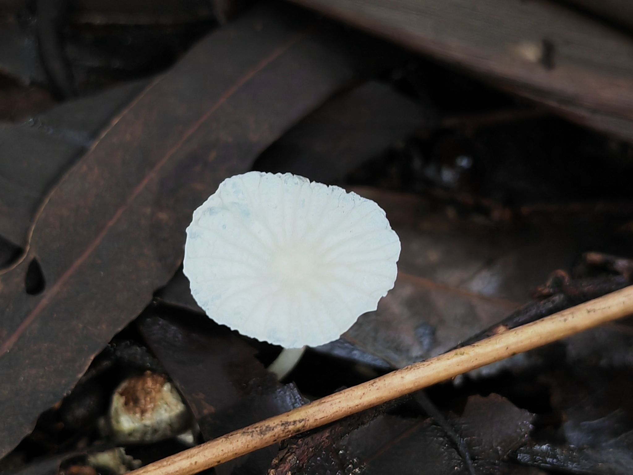 Collybiopsis stenophylla