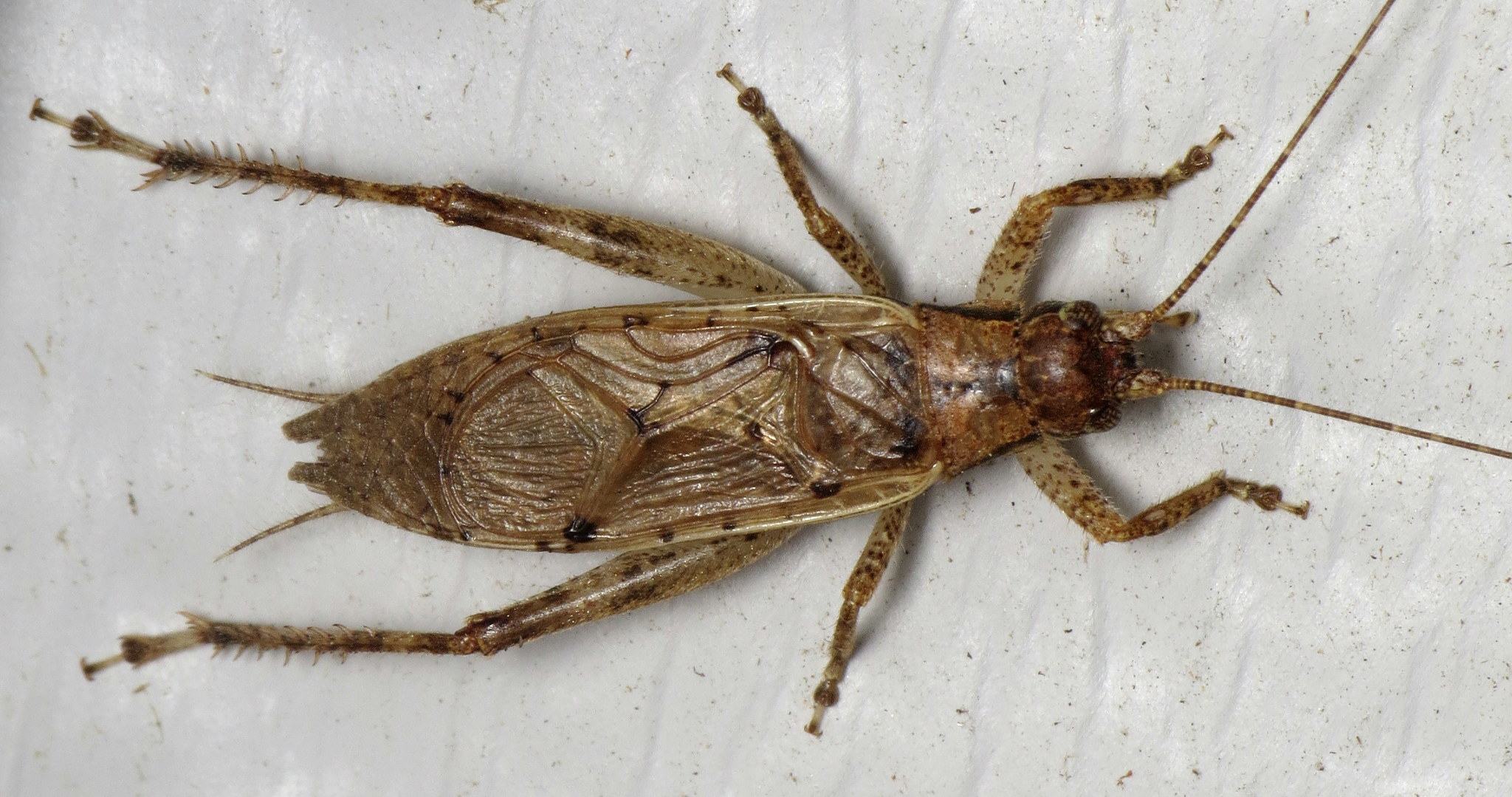 Hapithus