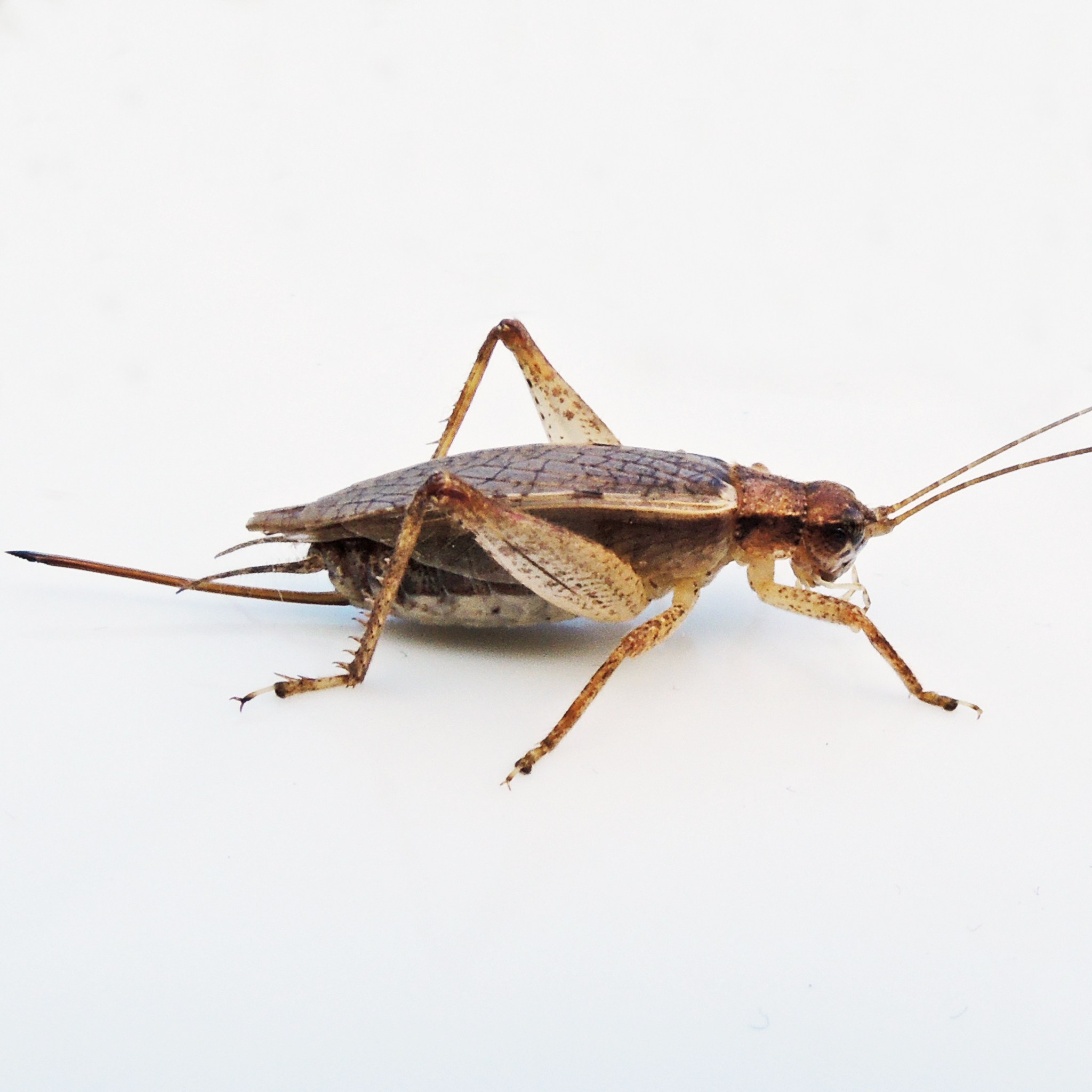 Hapithus