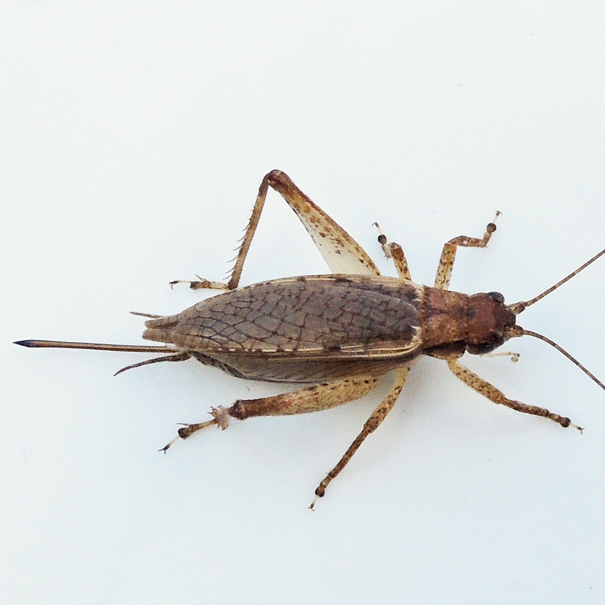 Hapithus